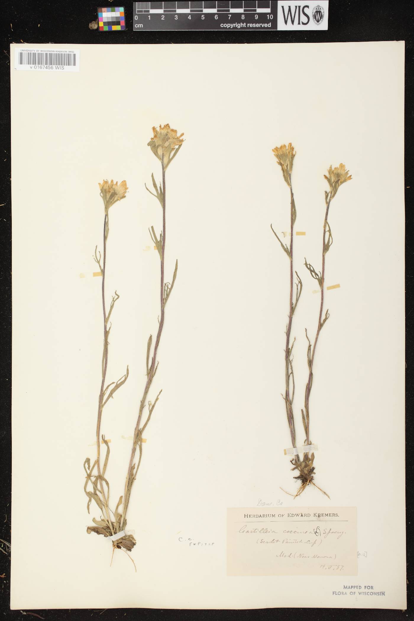 Castilleja coccinea image