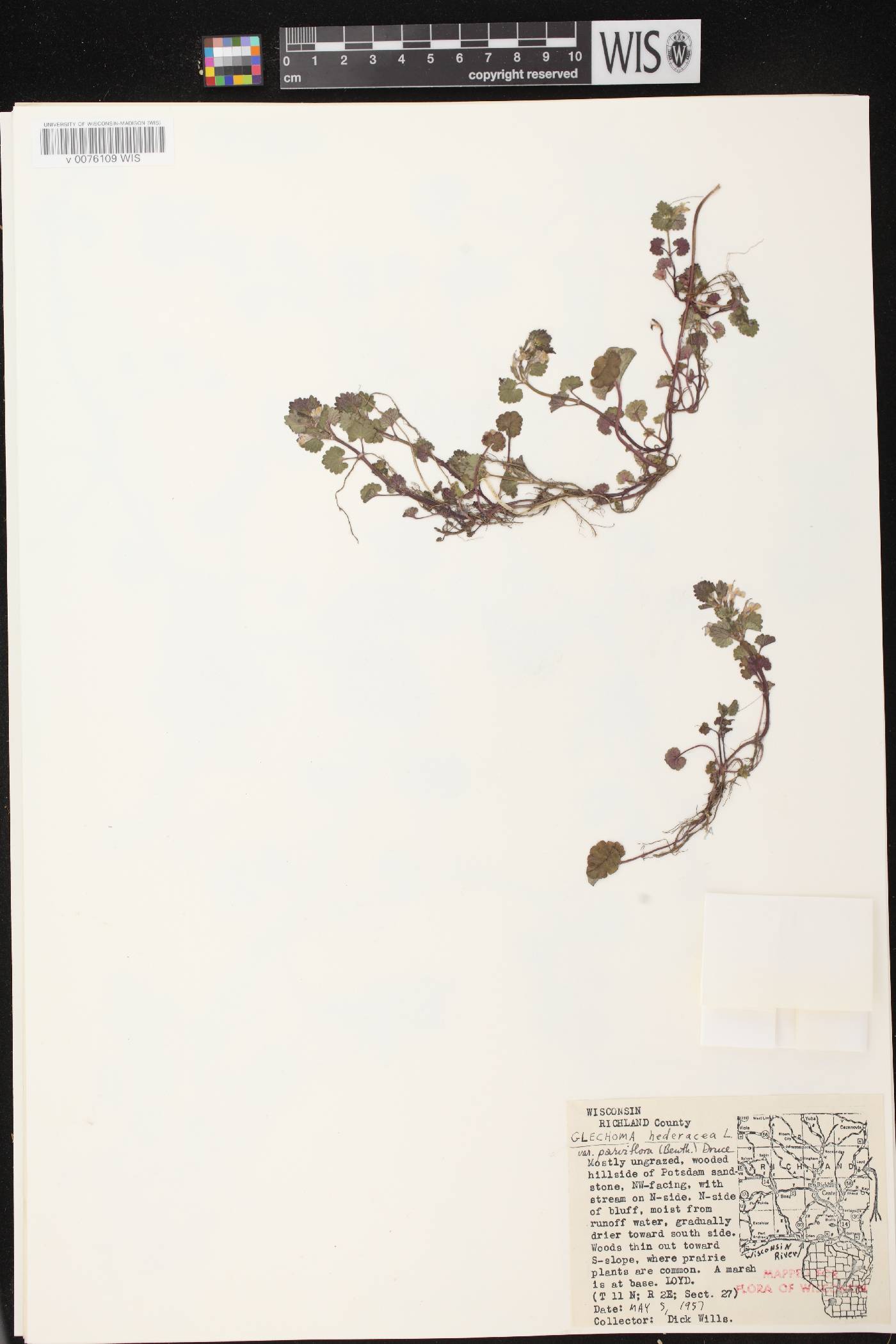 Glechoma hederacea image