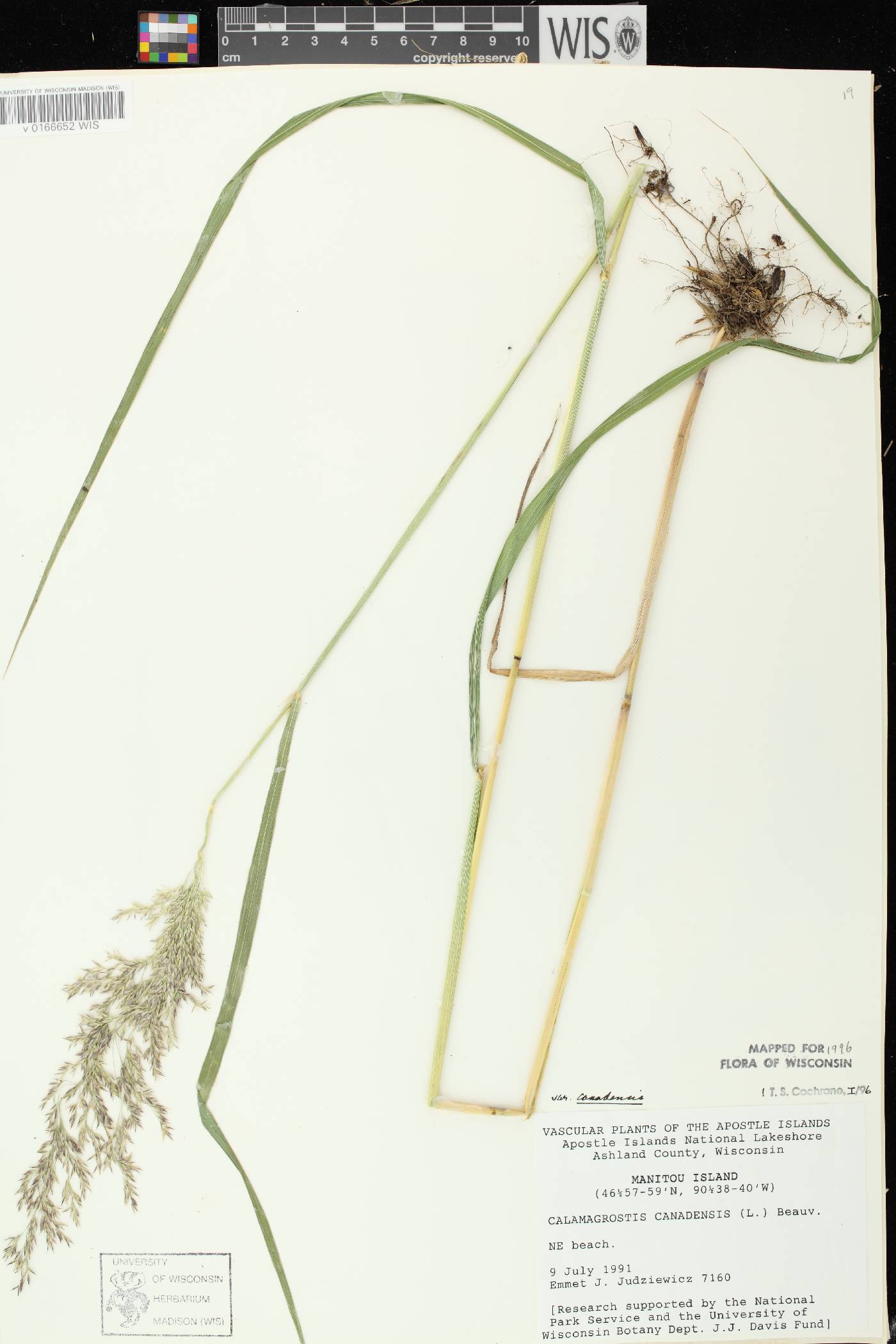 Calamagrostis canadensis var. canadensis image