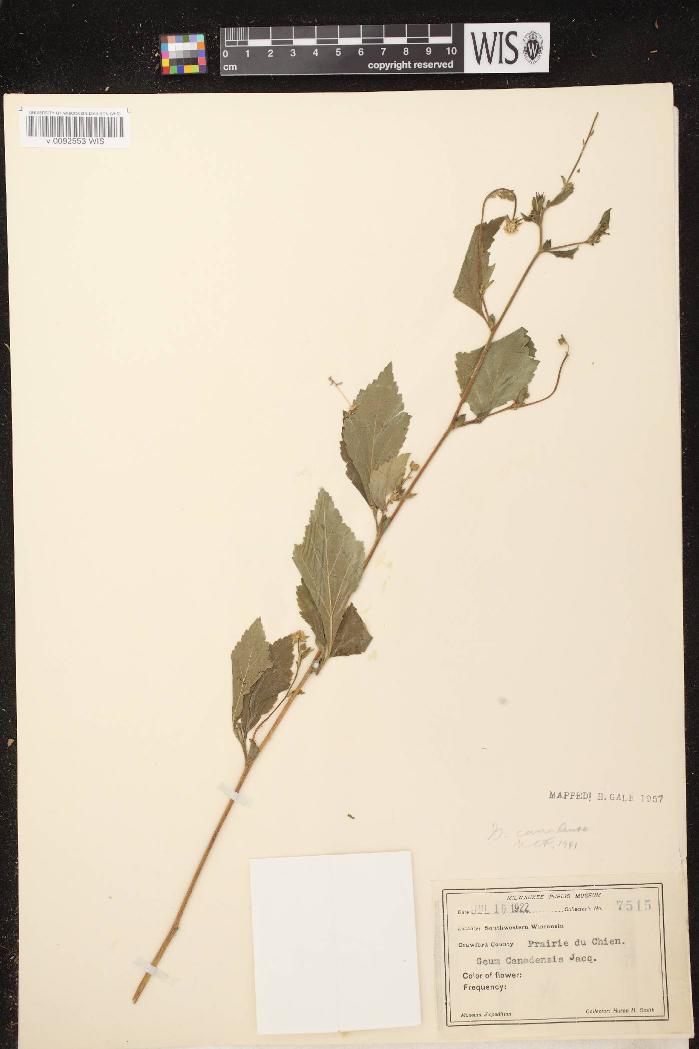 Geum canadense image