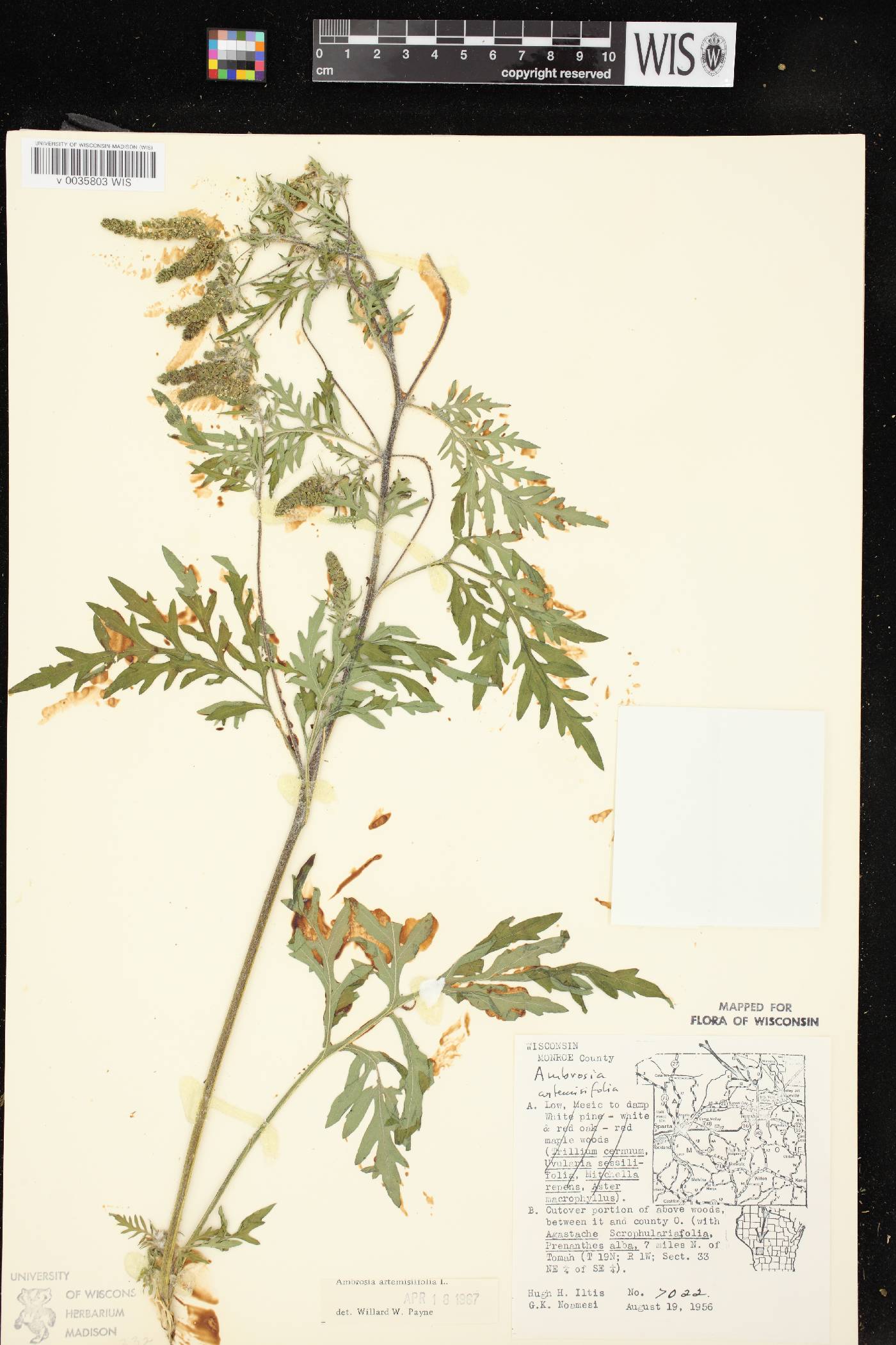 Ambrosia artemisiifolia image