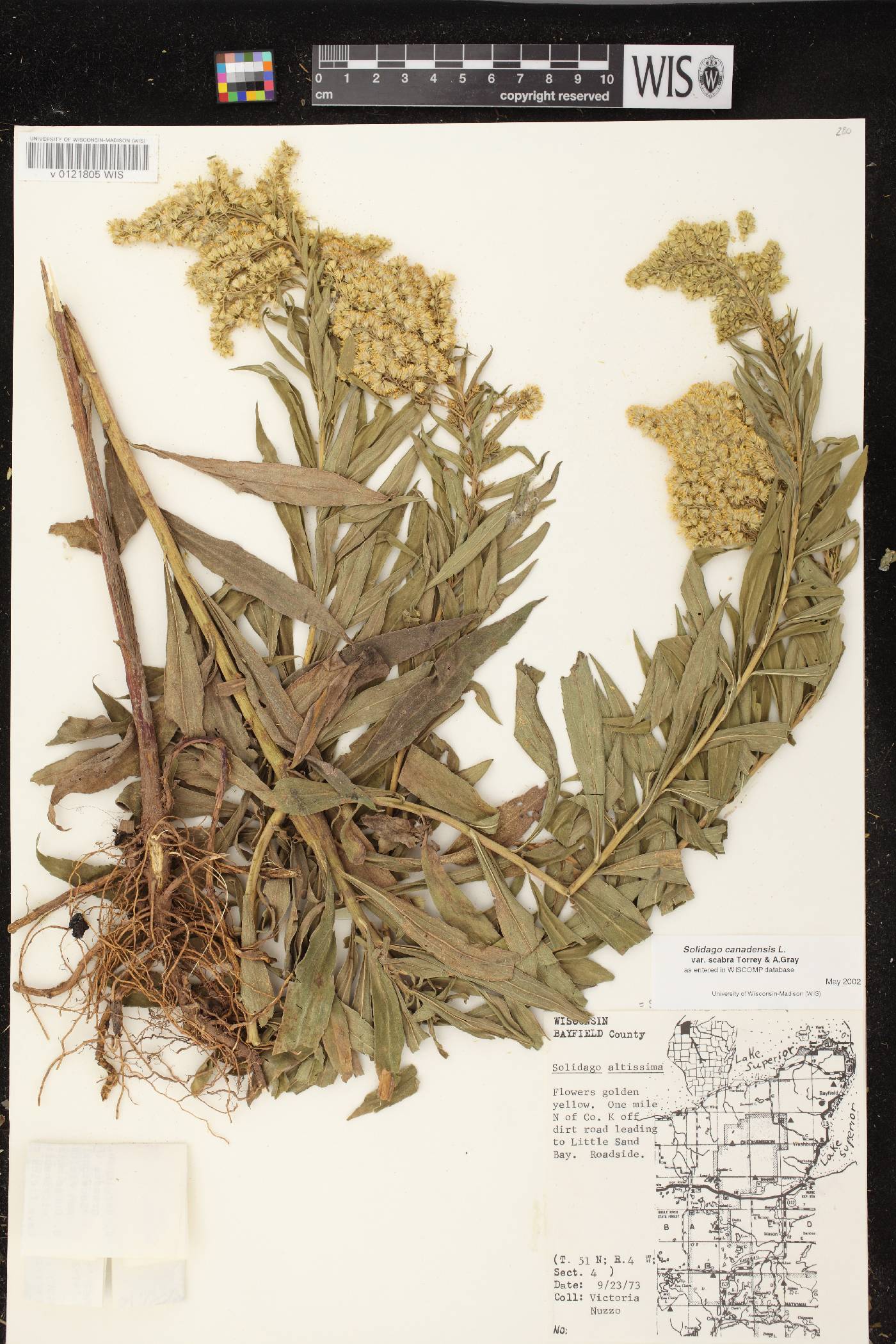 Solidago altissima subsp. altissima image