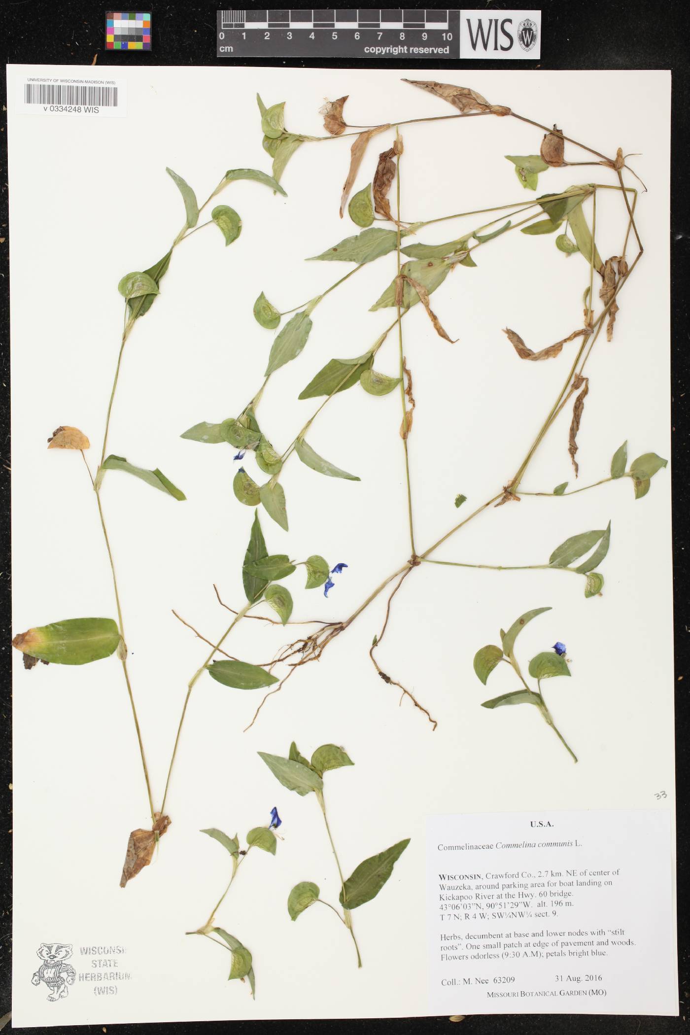Commelina communis image