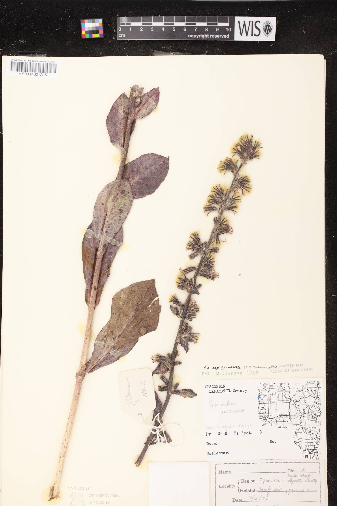 Prenanthes racemosa image