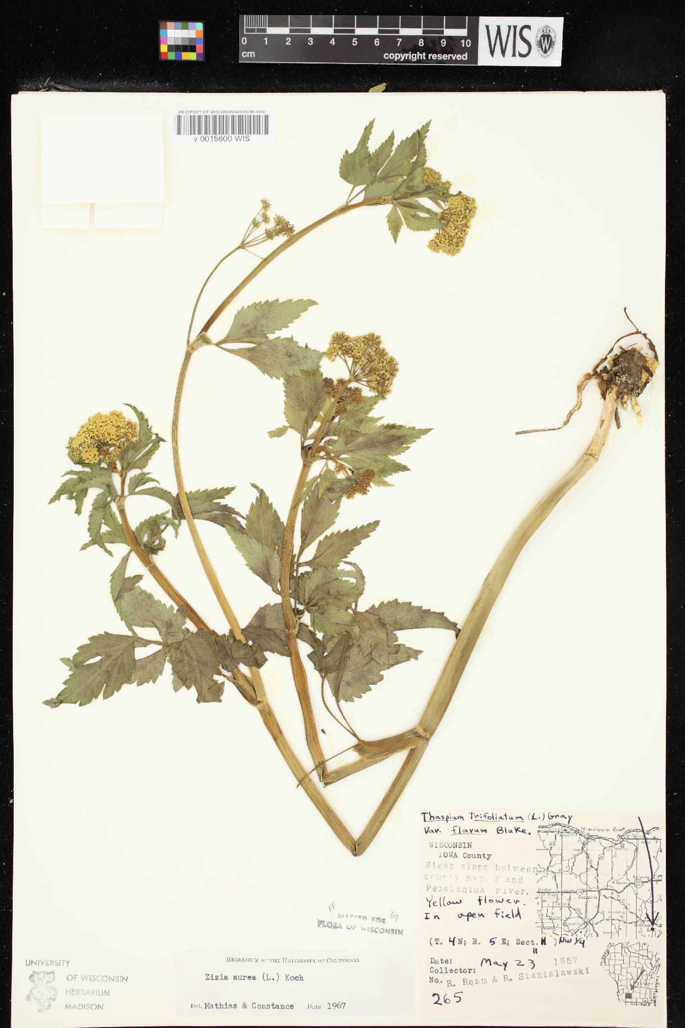 Zizia aurea image
