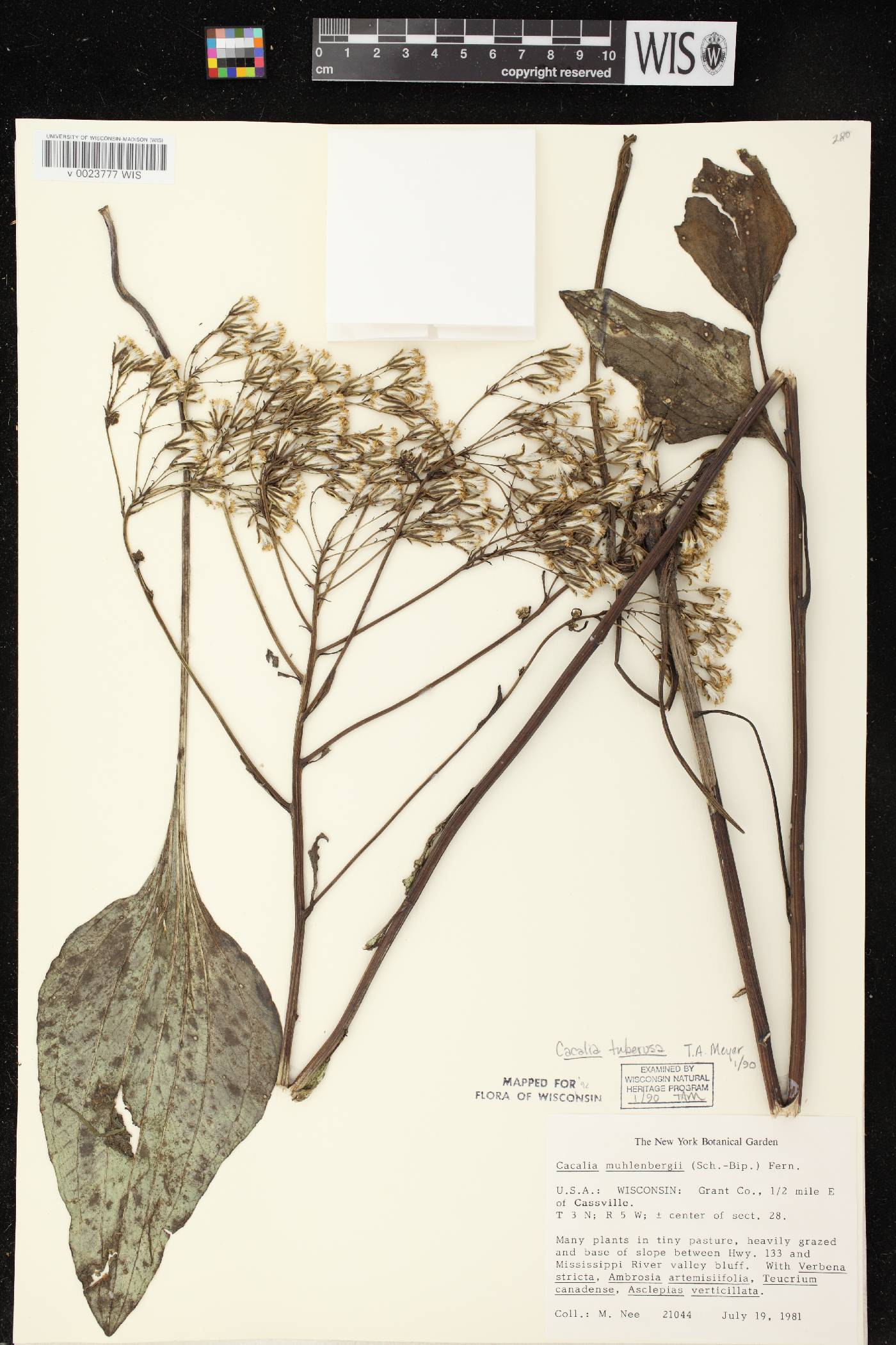 Arnoglossum plantagineum image