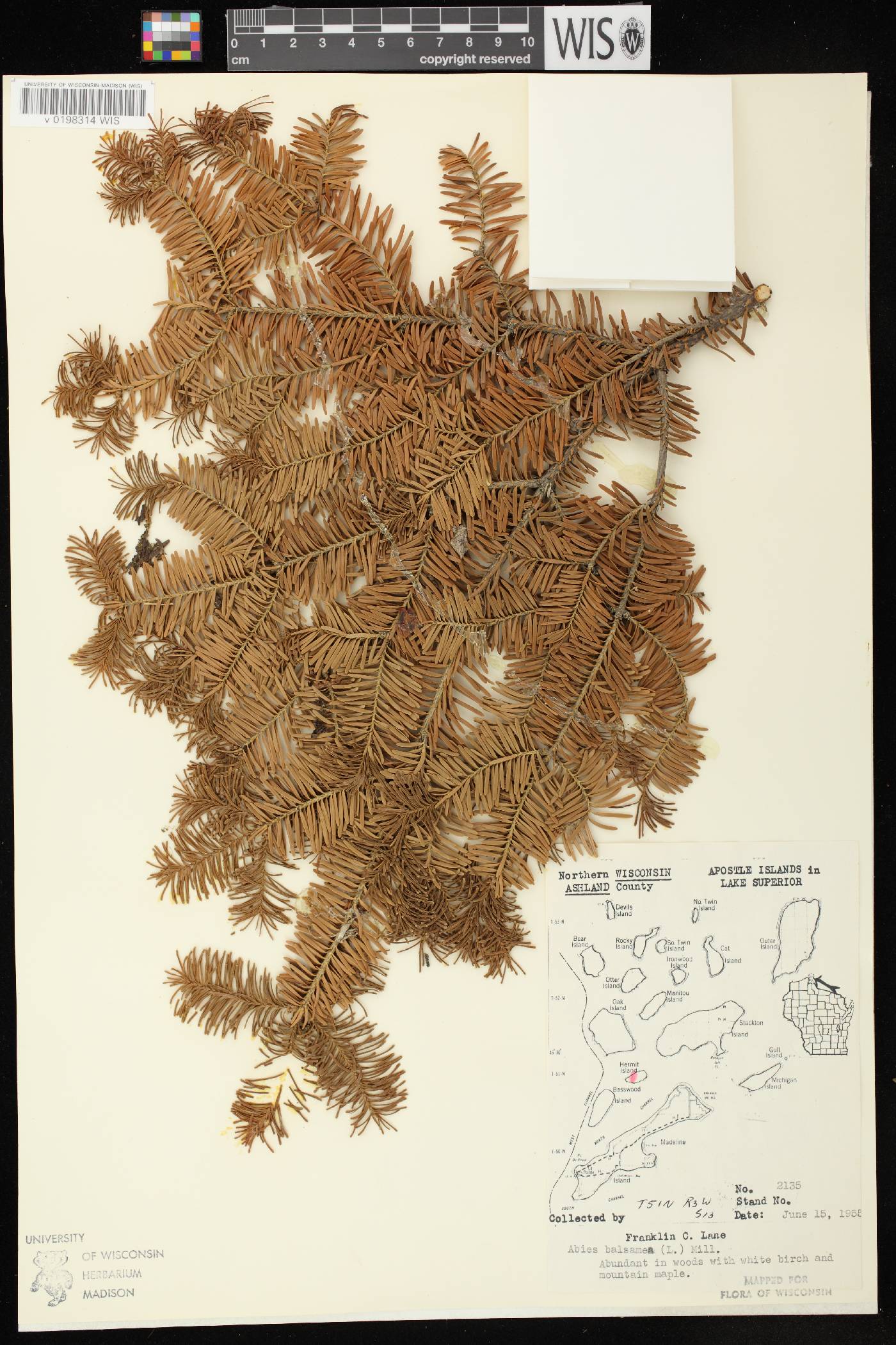 Abies balsamea image