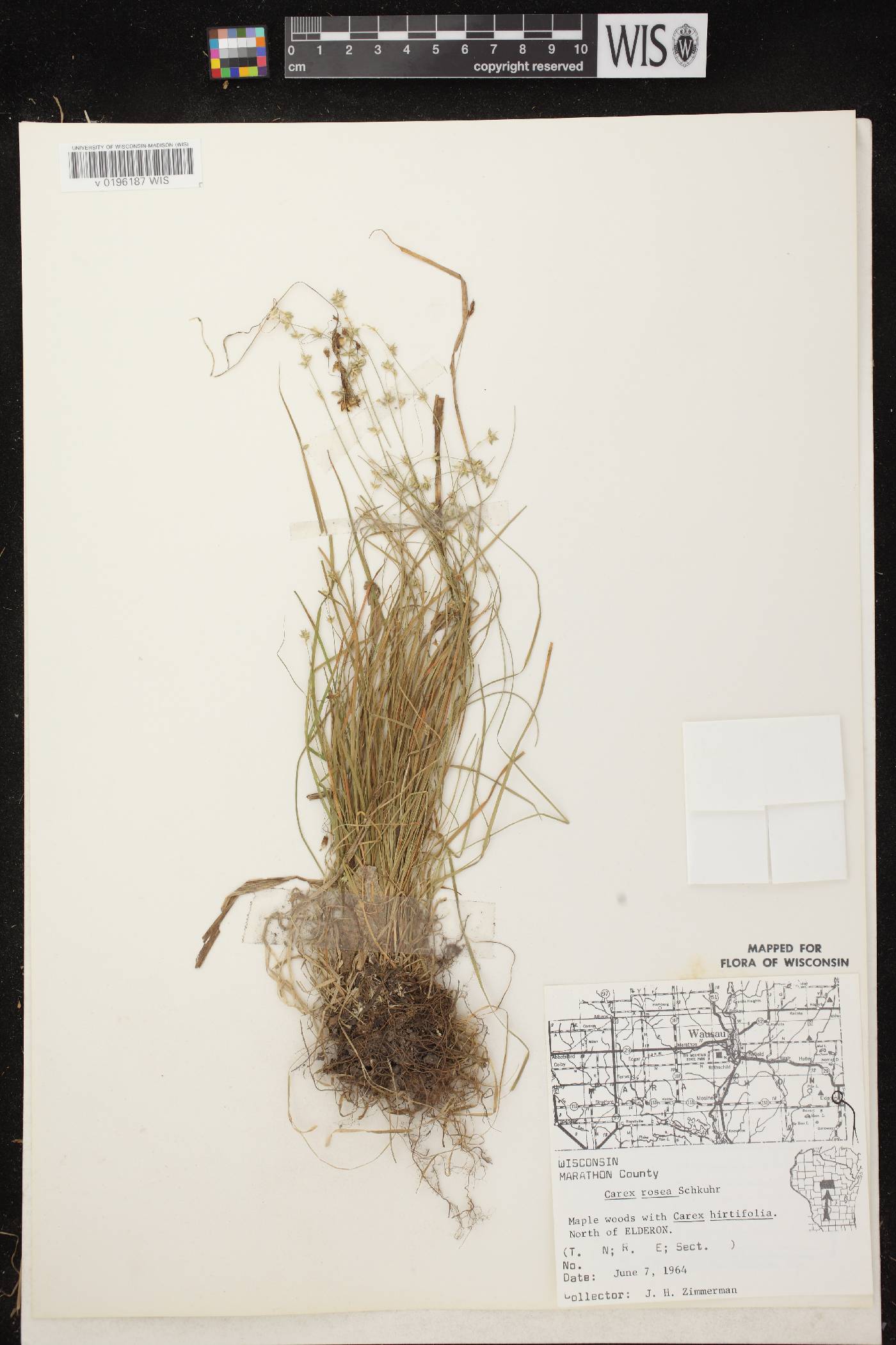 Carex radiata image