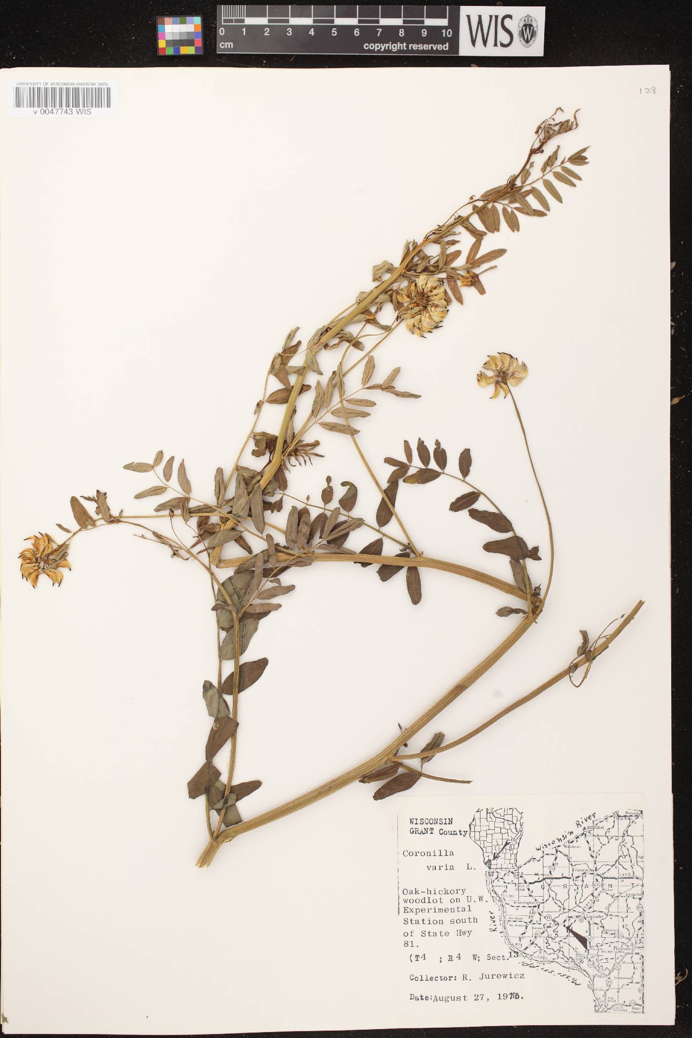 Securigera varia image