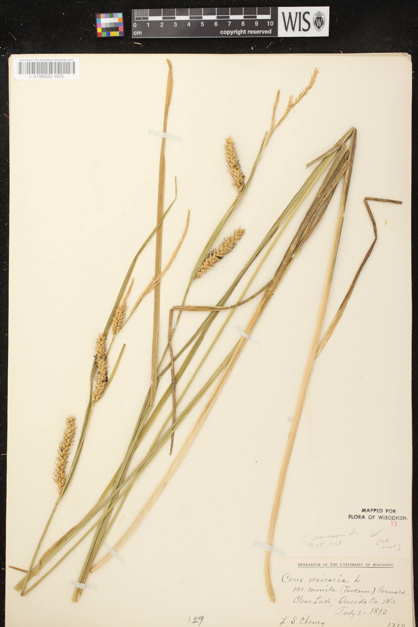 Carex vesicaria image