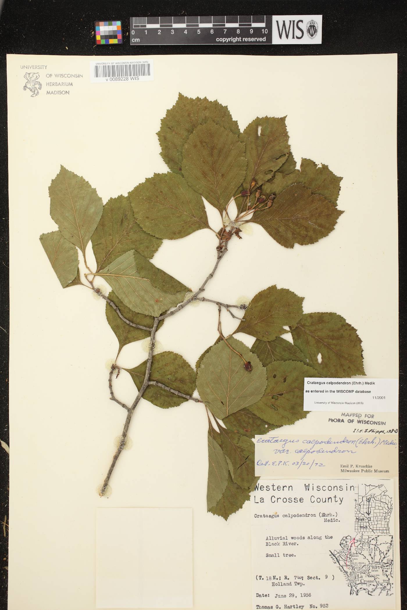 Crataegus calpodendron image