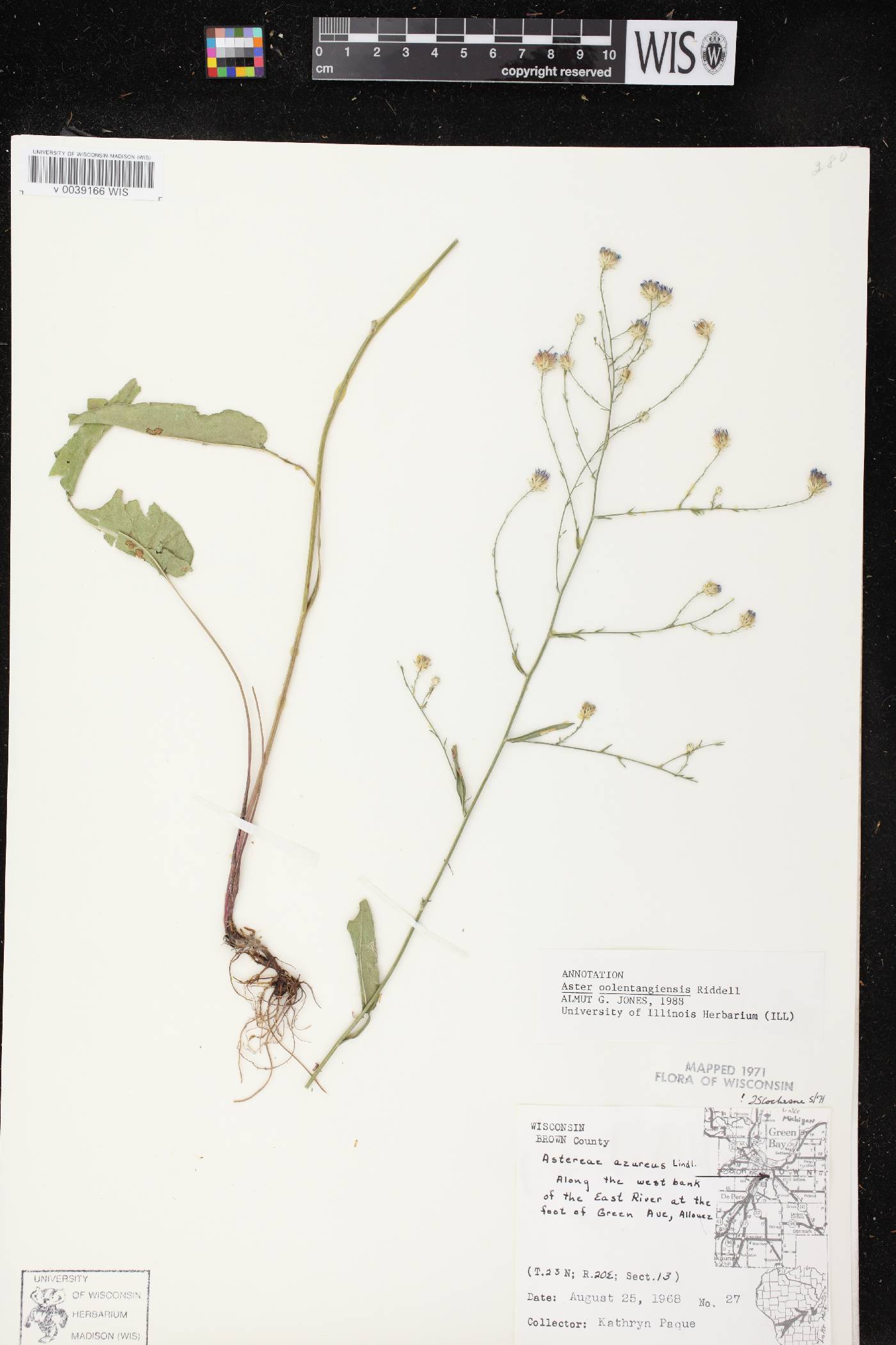 Symphyotrichum oolentangiense image