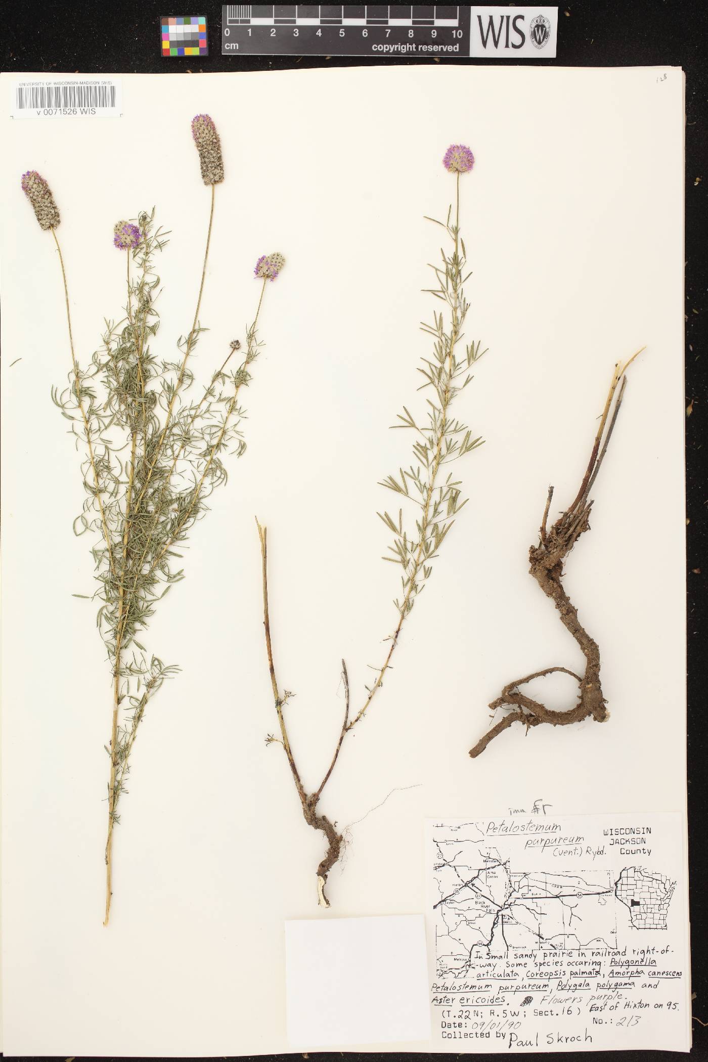 Dalea purpurea var. purpurea image