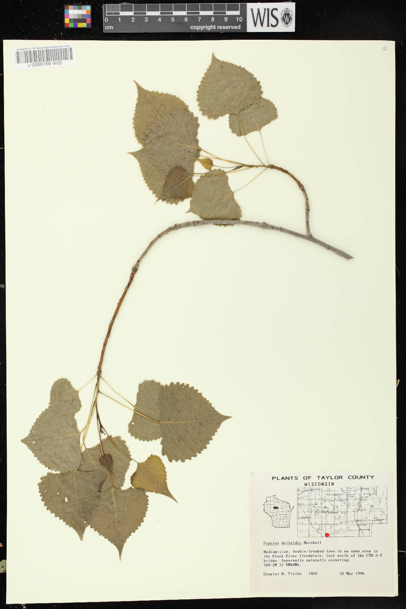 Populus deltoides subsp. monilifera image
