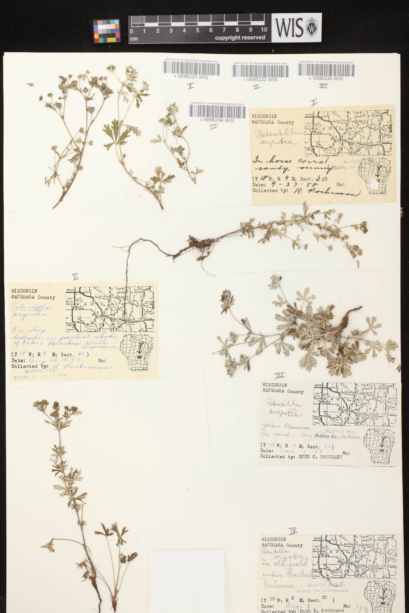Potentilla argentea image