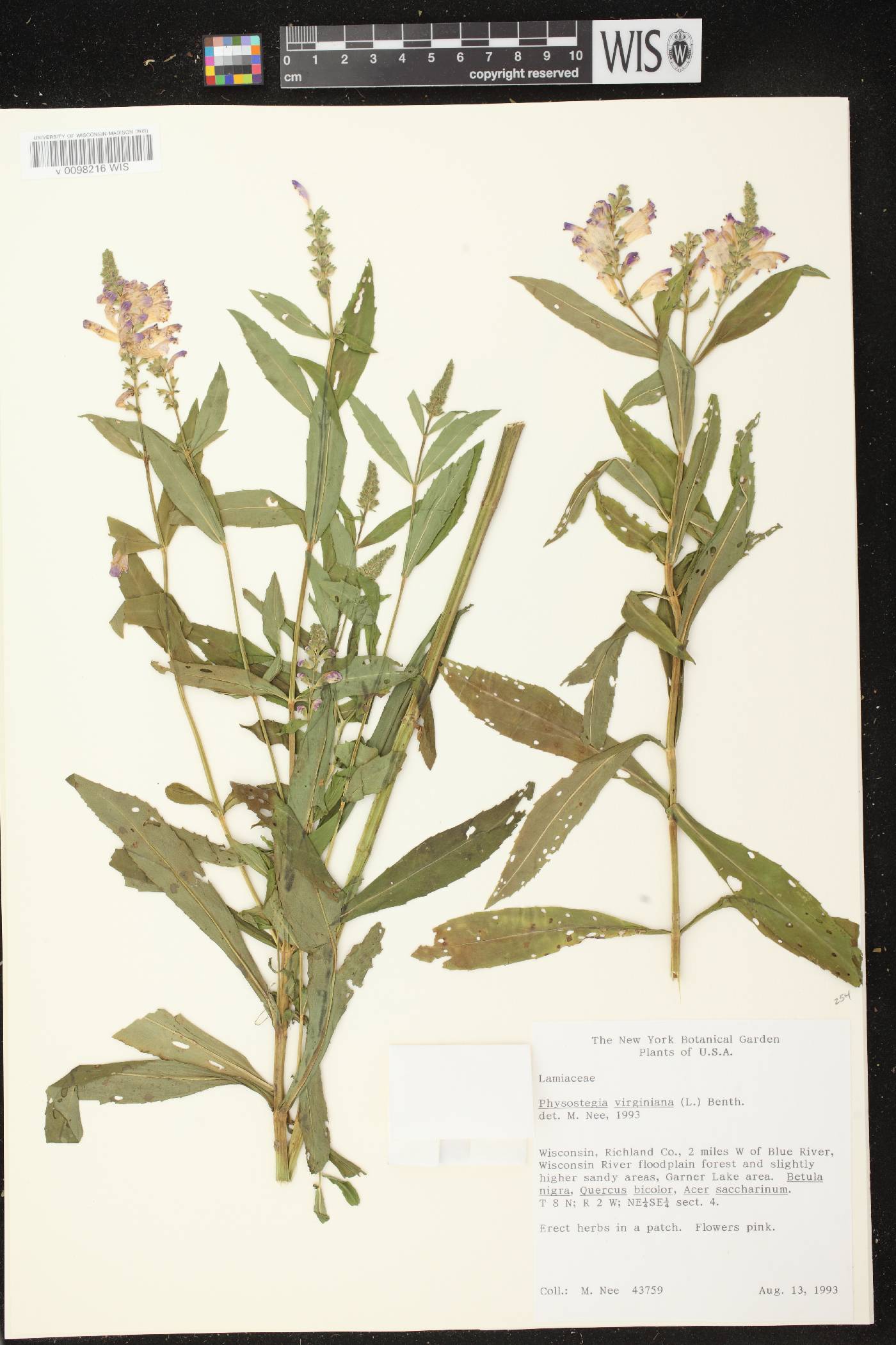 Physostegia virginiana image