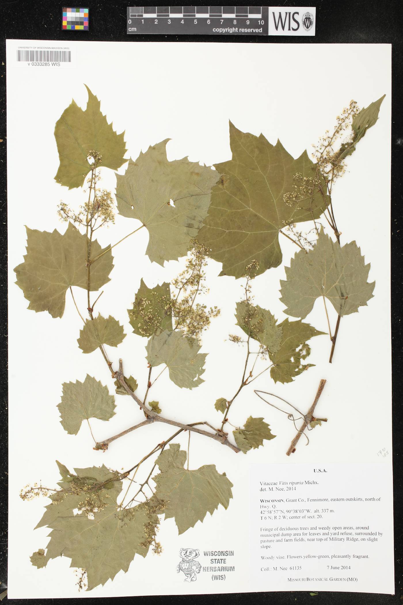 Vitis riparia image