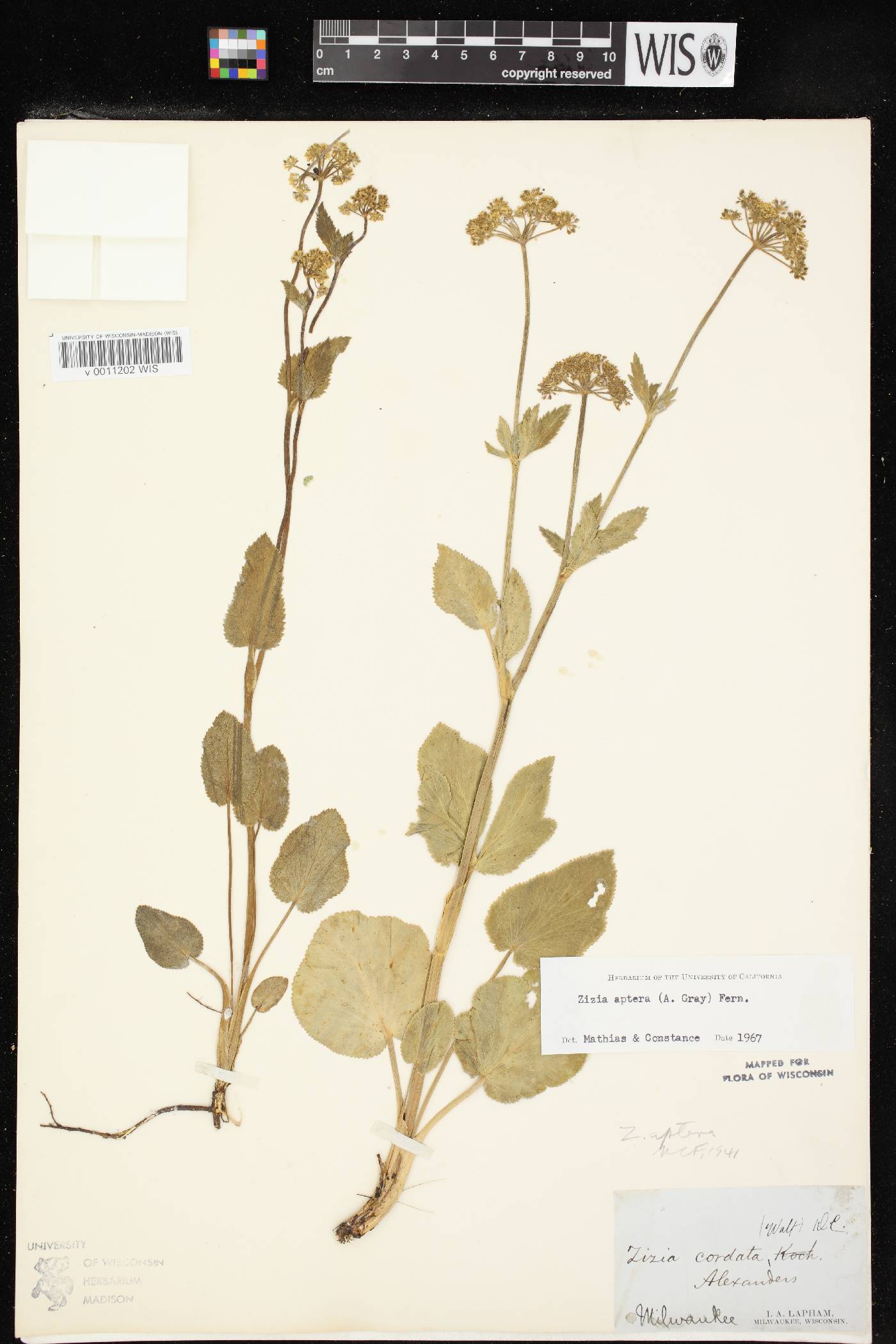 Zizia aptera image