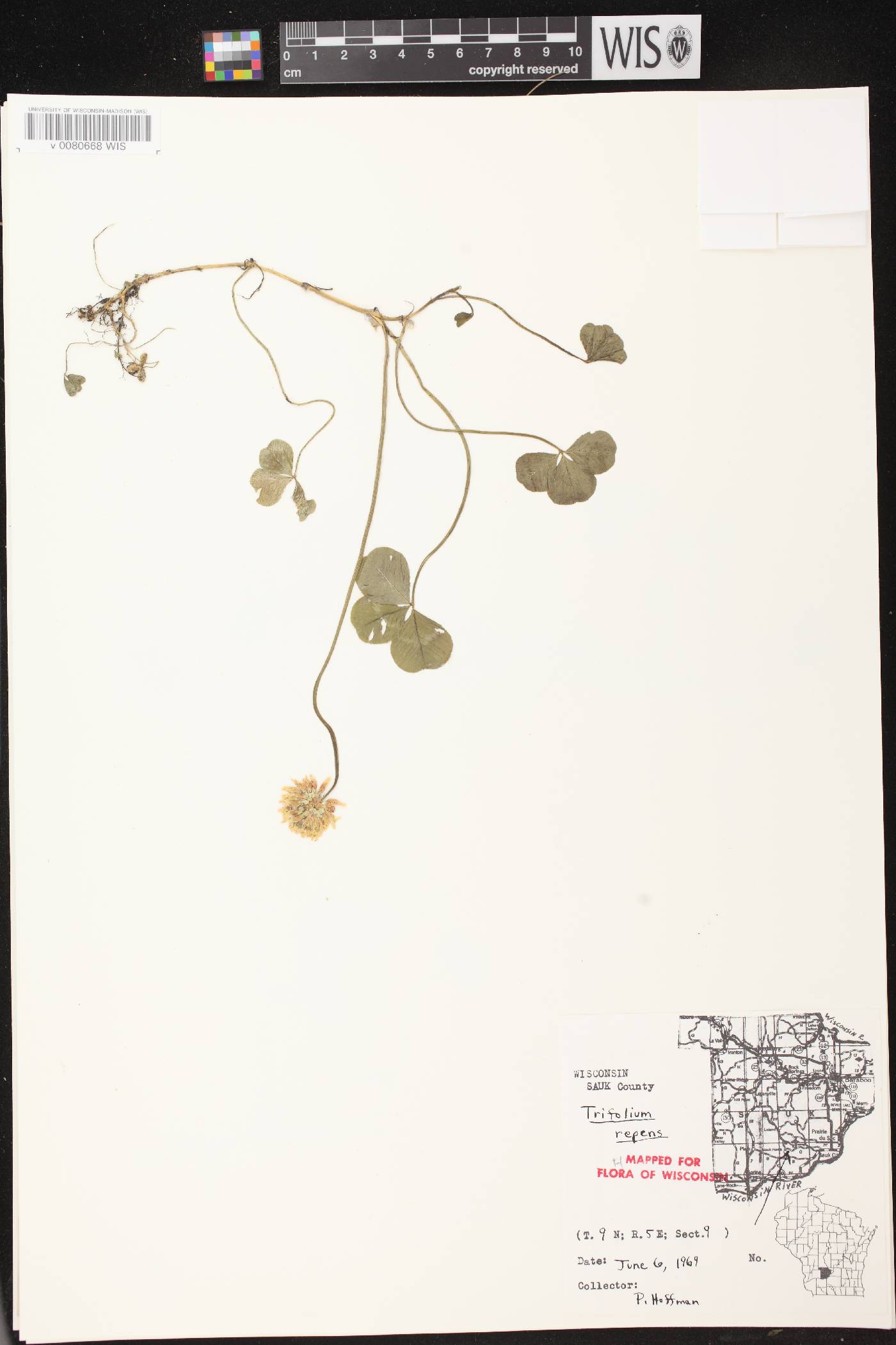 Trifolium repens image