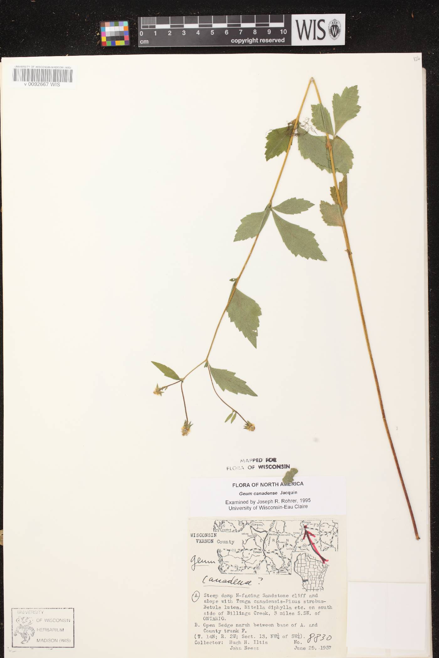 Geum canadense image