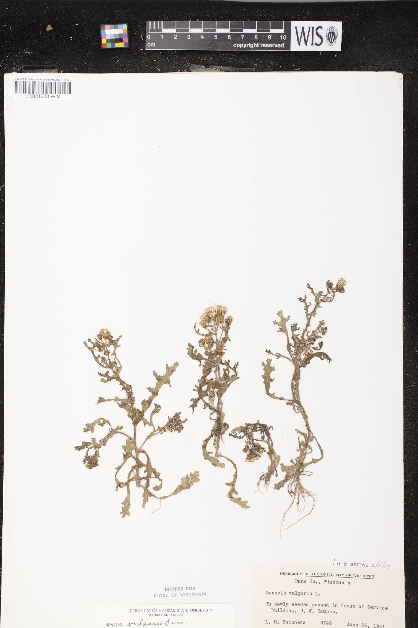 Senecio vulgaris image