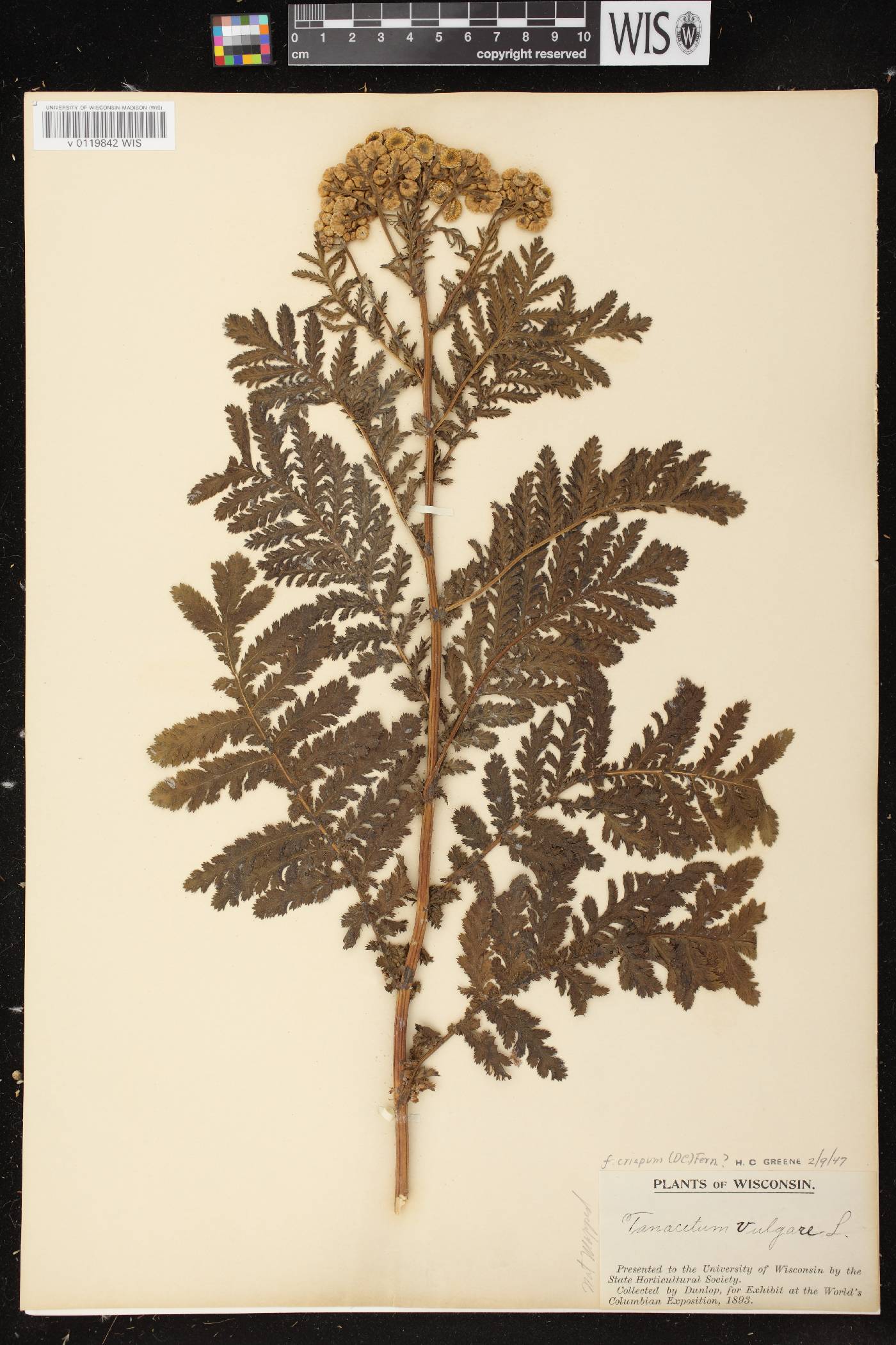 Tanacetum vulgare image