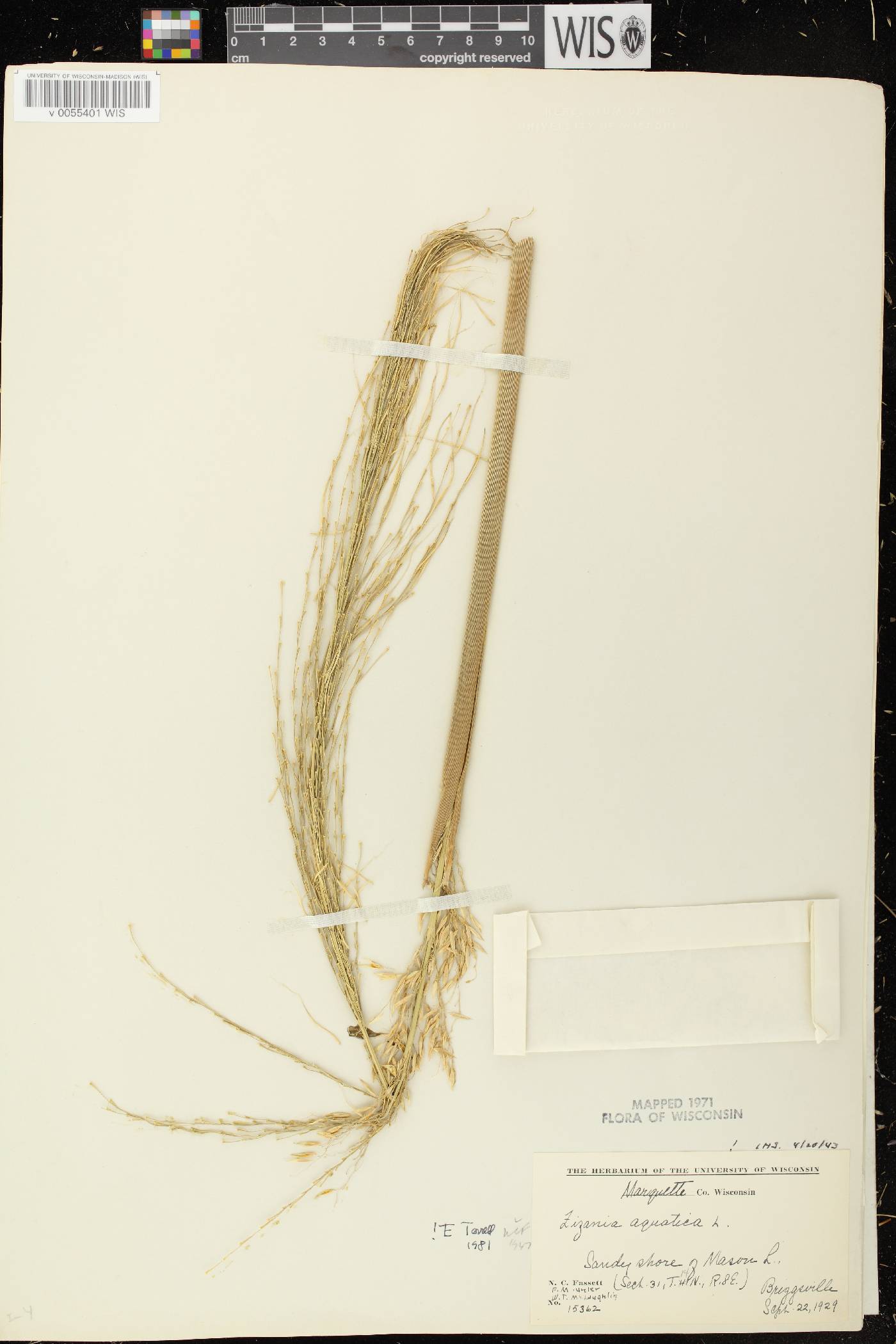 Zizania aquatica image