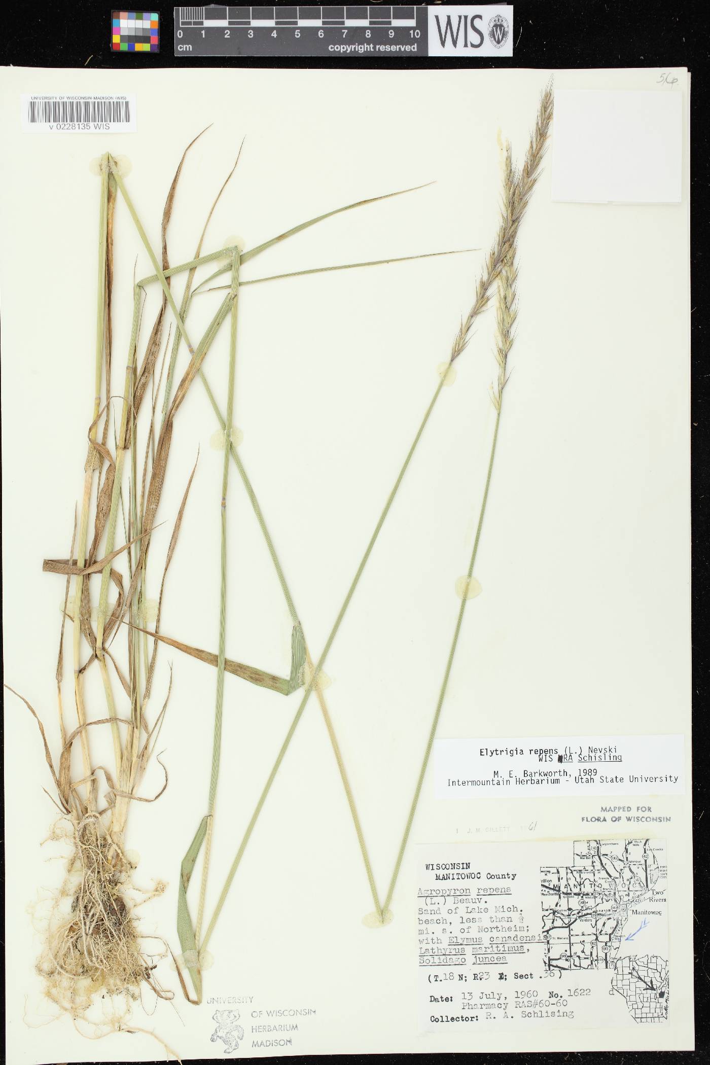 Elymus repens image