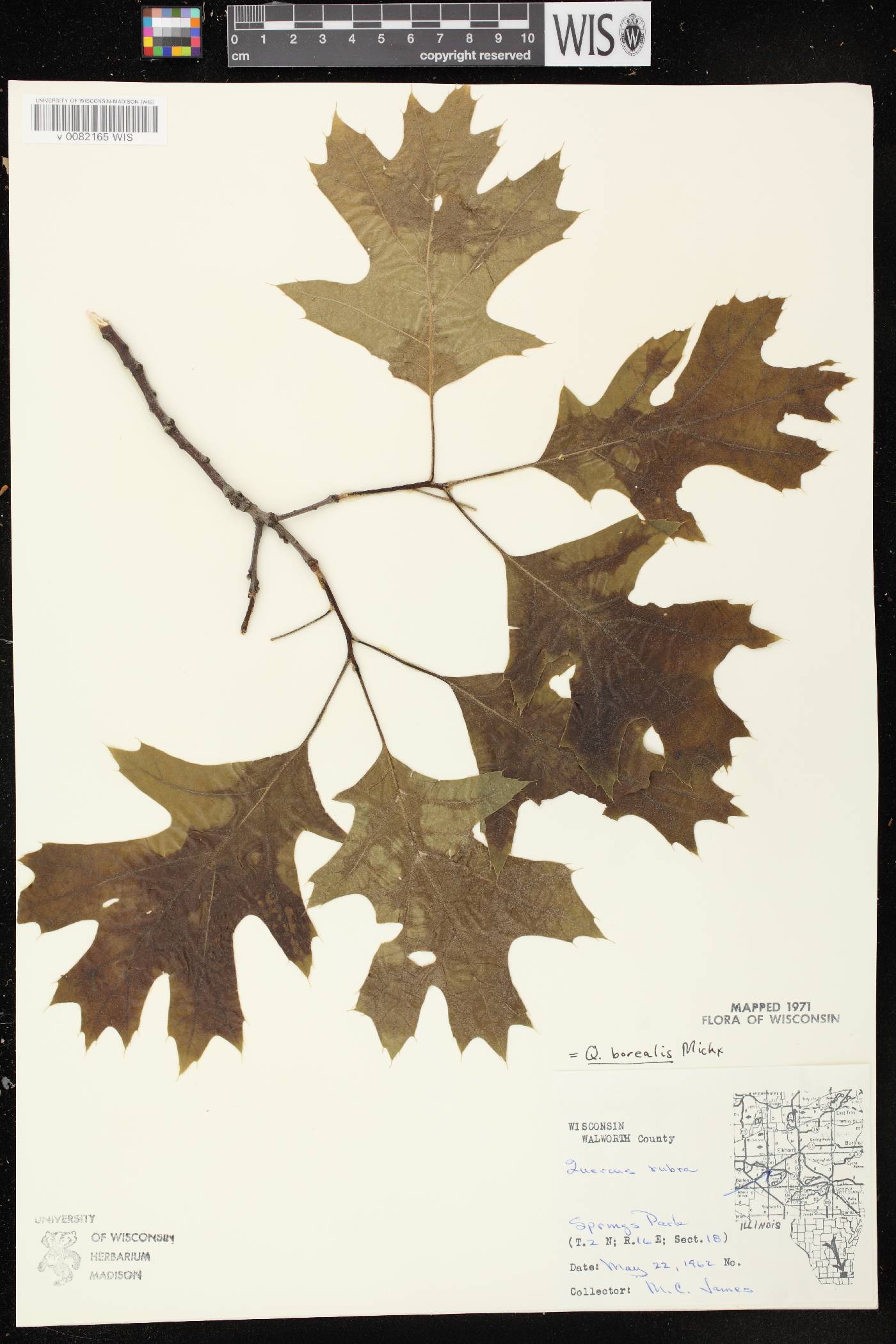 Quercus rubra image