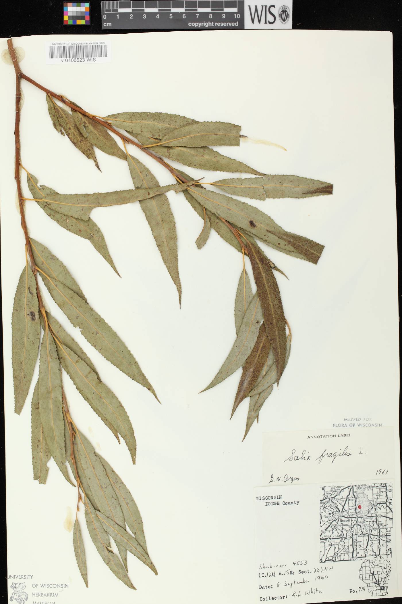 Salix x fragilis image
