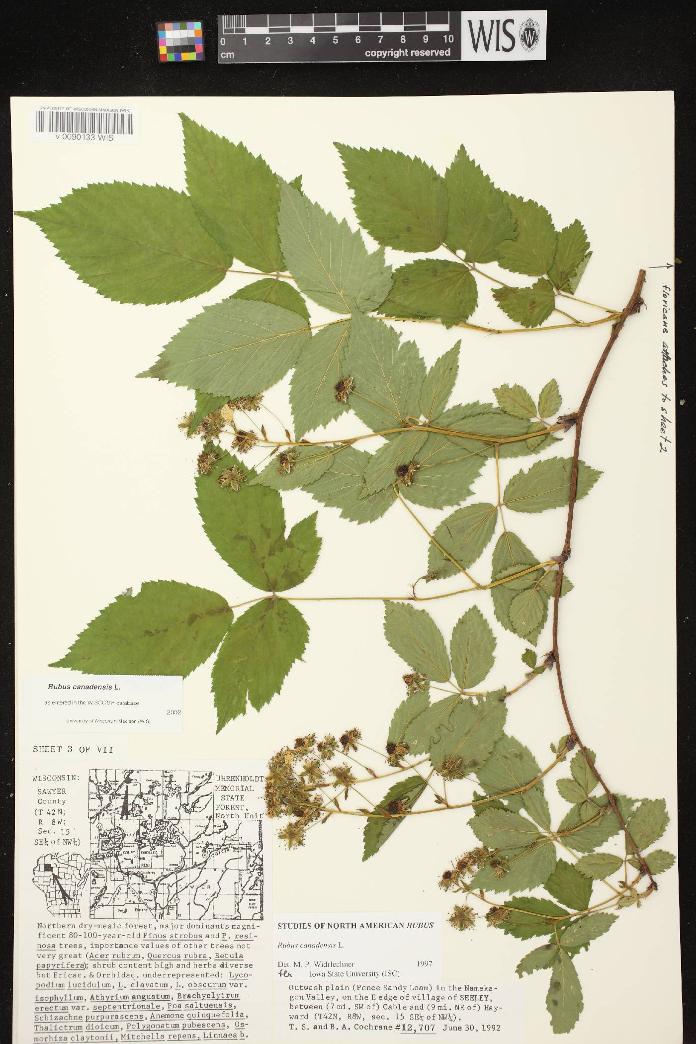 Rubus canadensis image