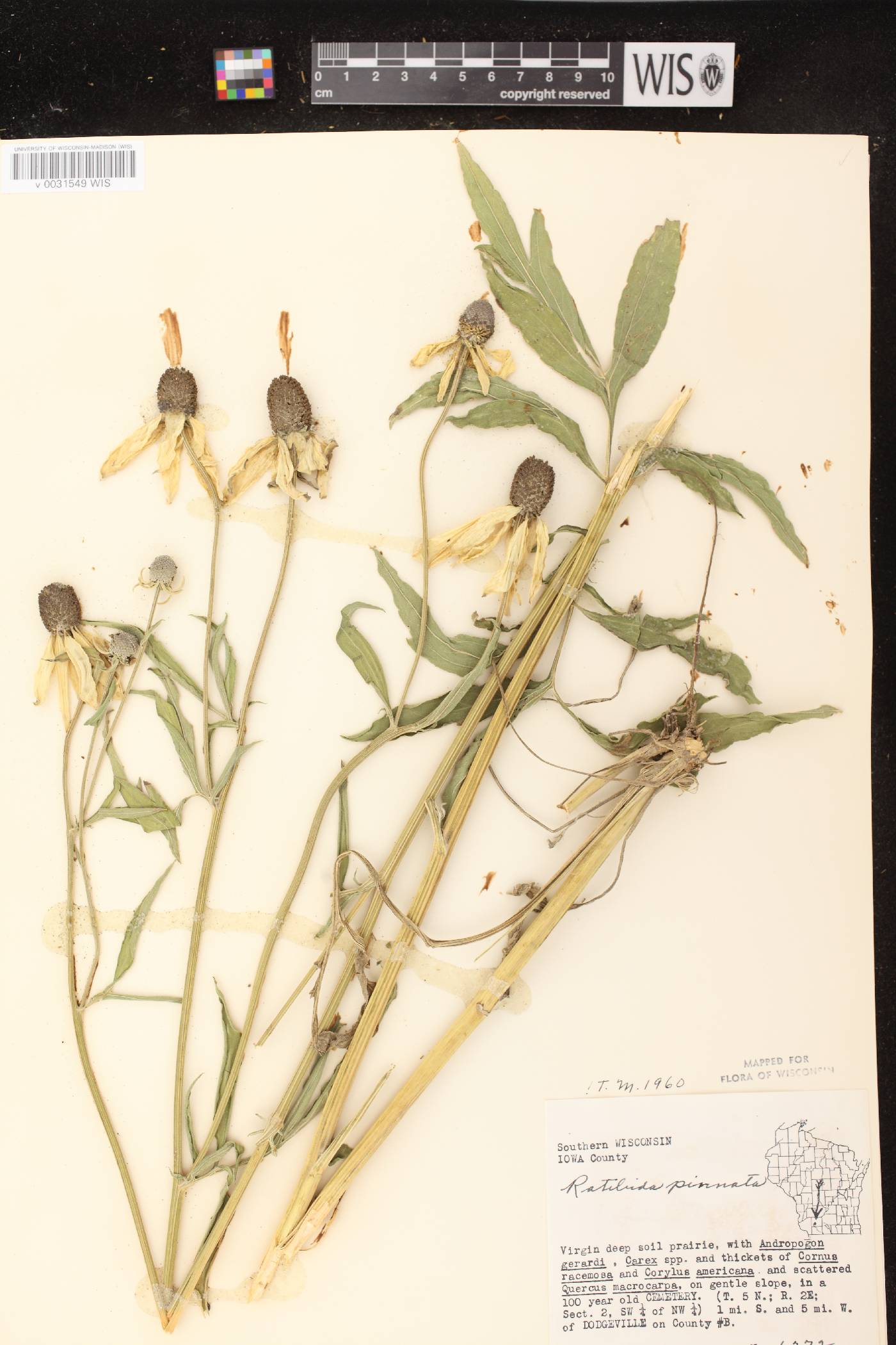 Ratibida pinnata image