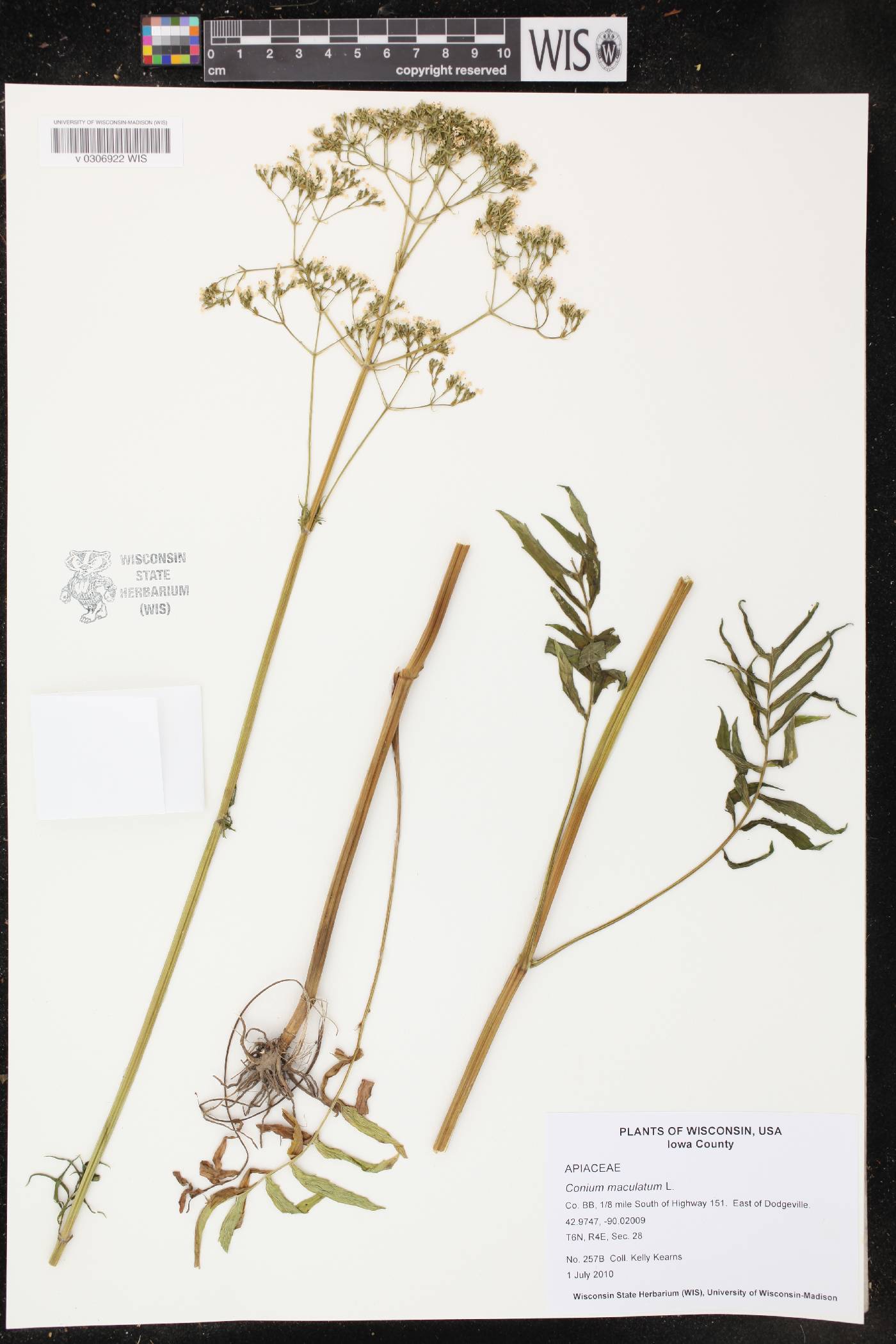 Conium maculatum image