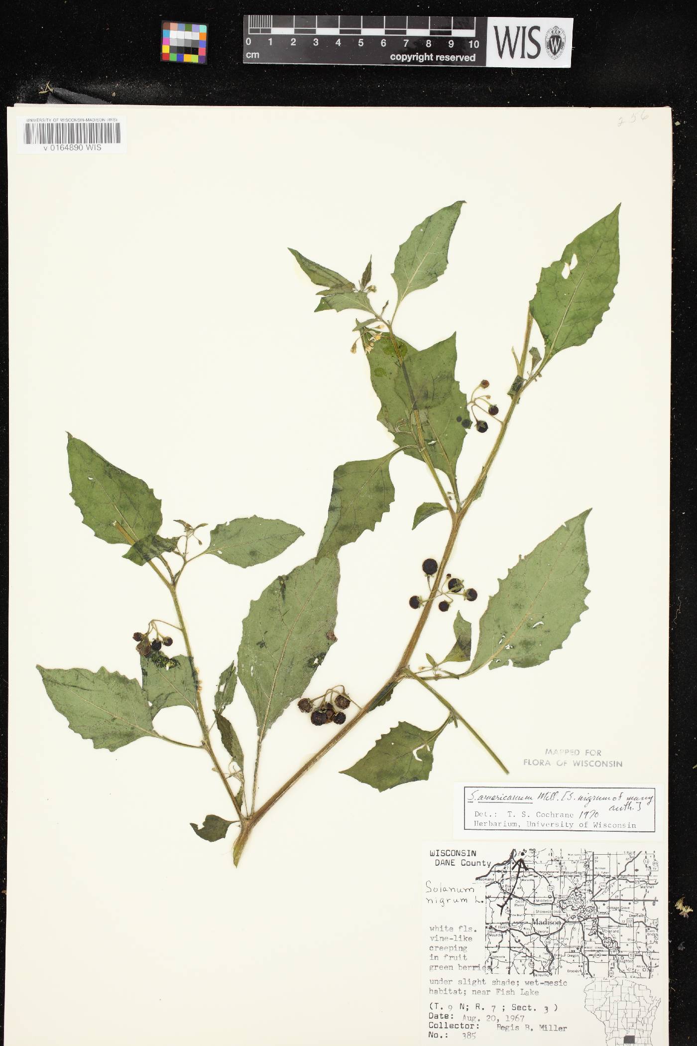 Solanum ptychanthum image