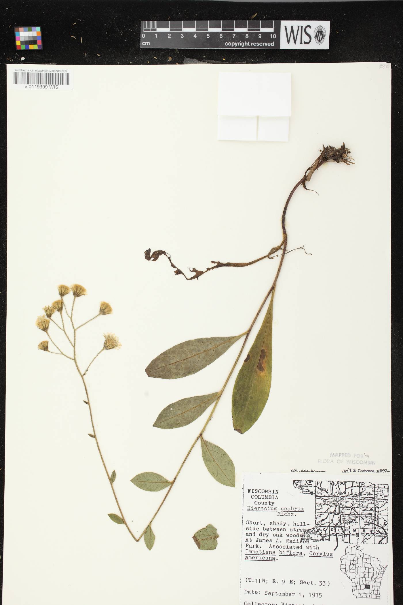 Hieracium scabrum image