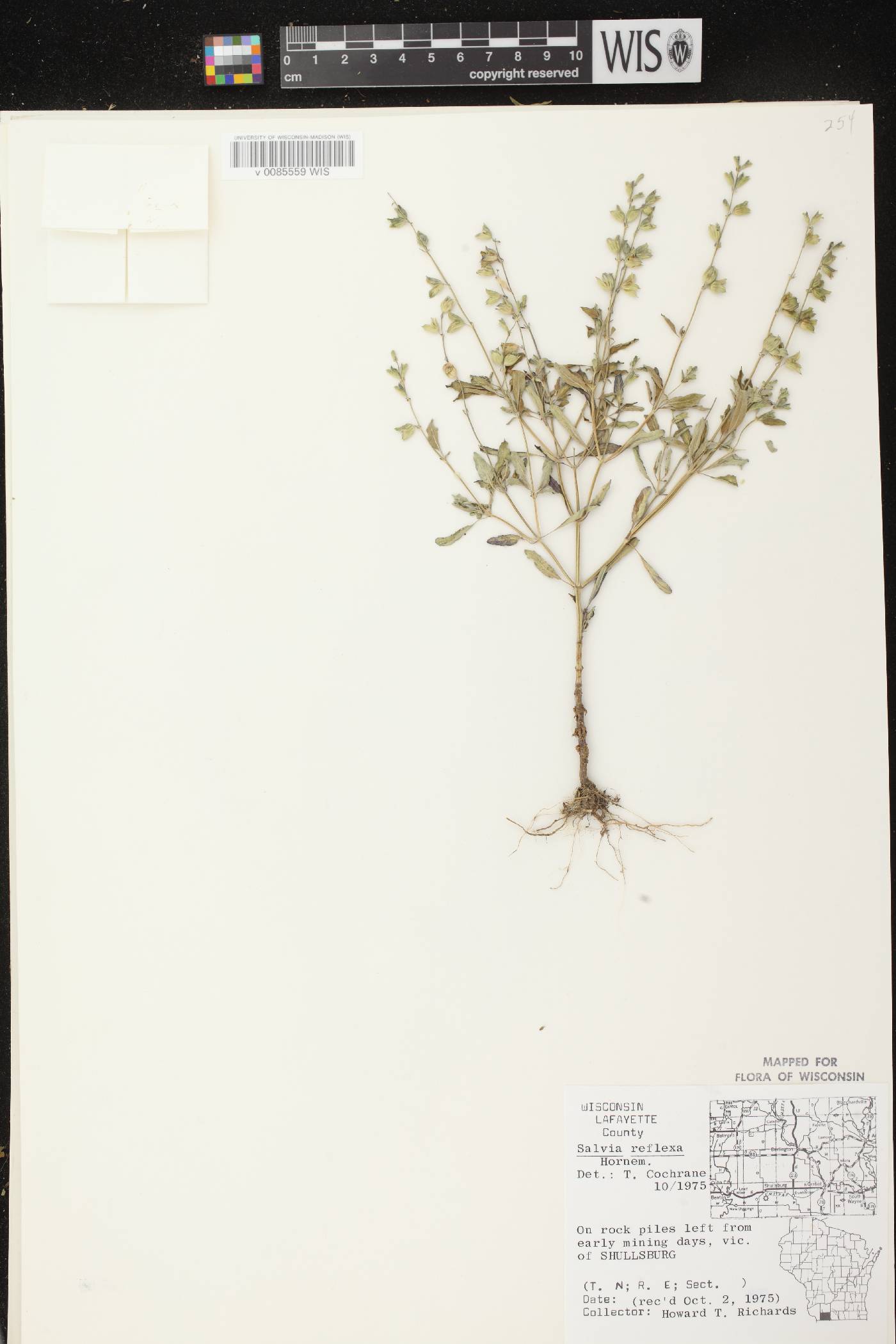 Salvia reflexa image