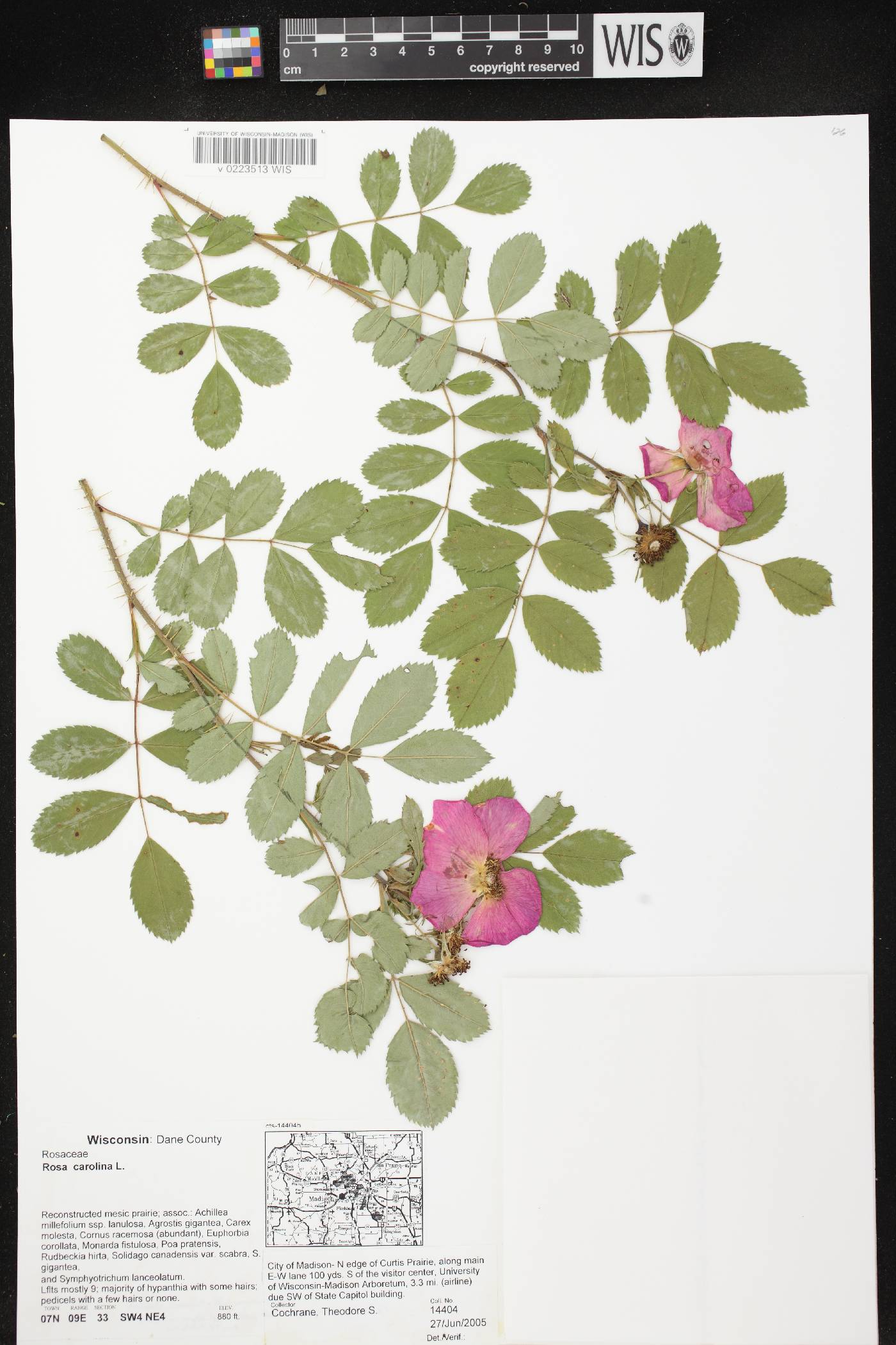 Rosa carolina image