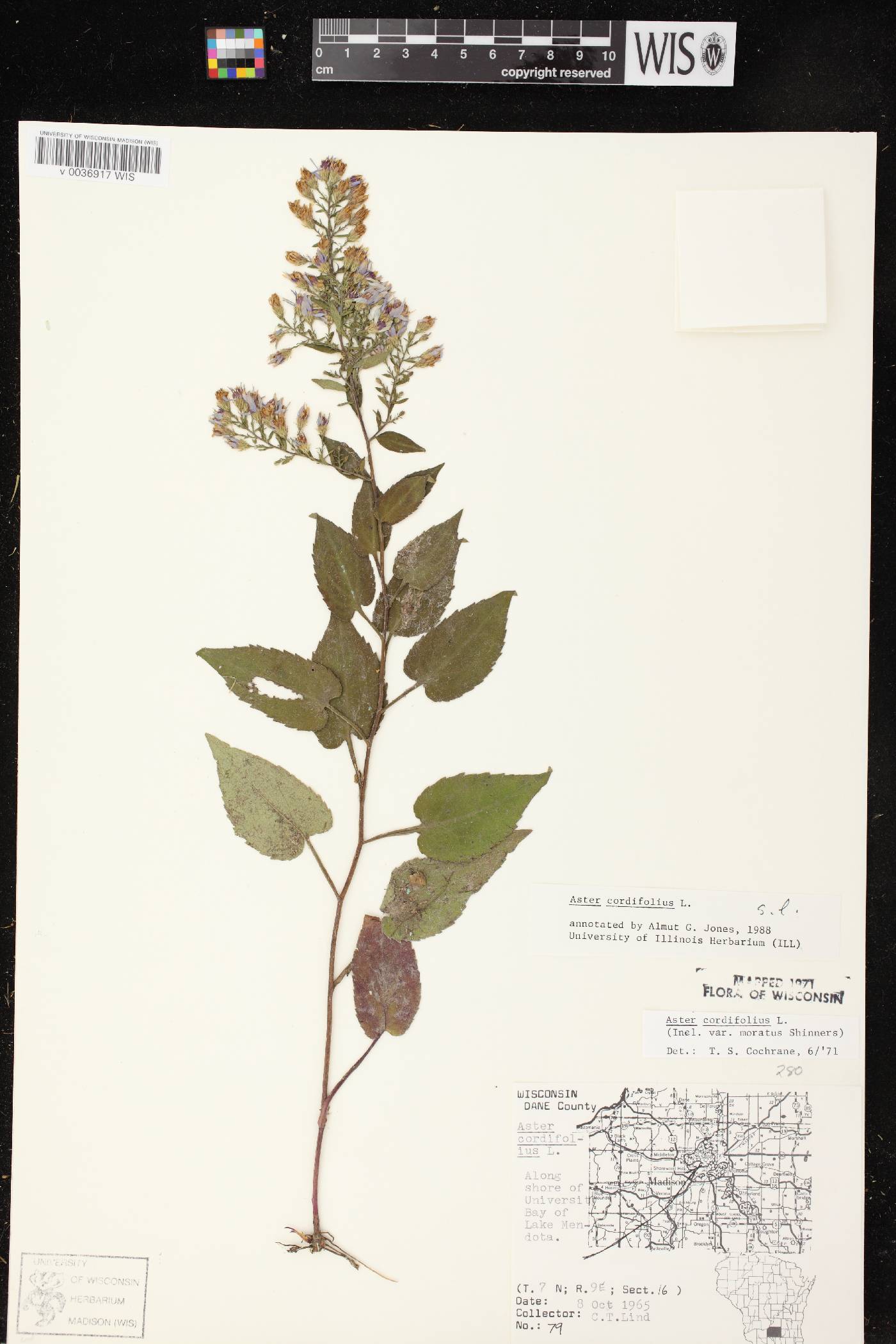 Symphyotrichum cordifolium image