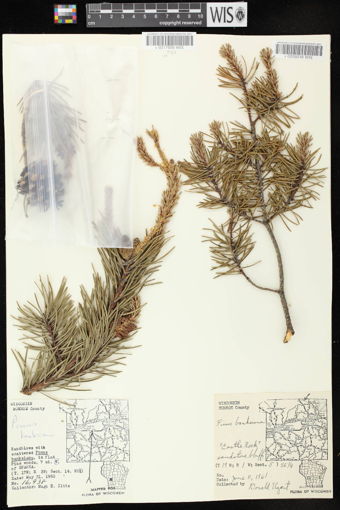 Pinus banksiana image