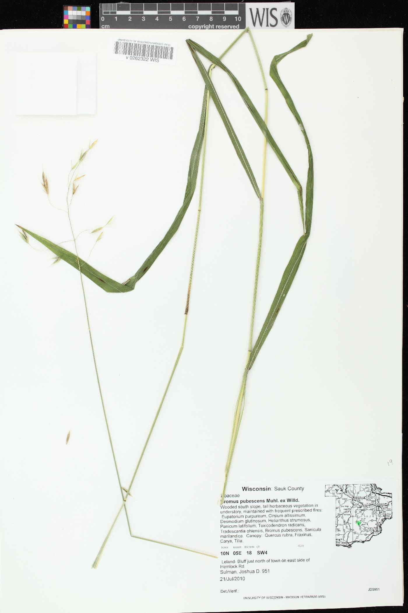 Bromus pubescens image