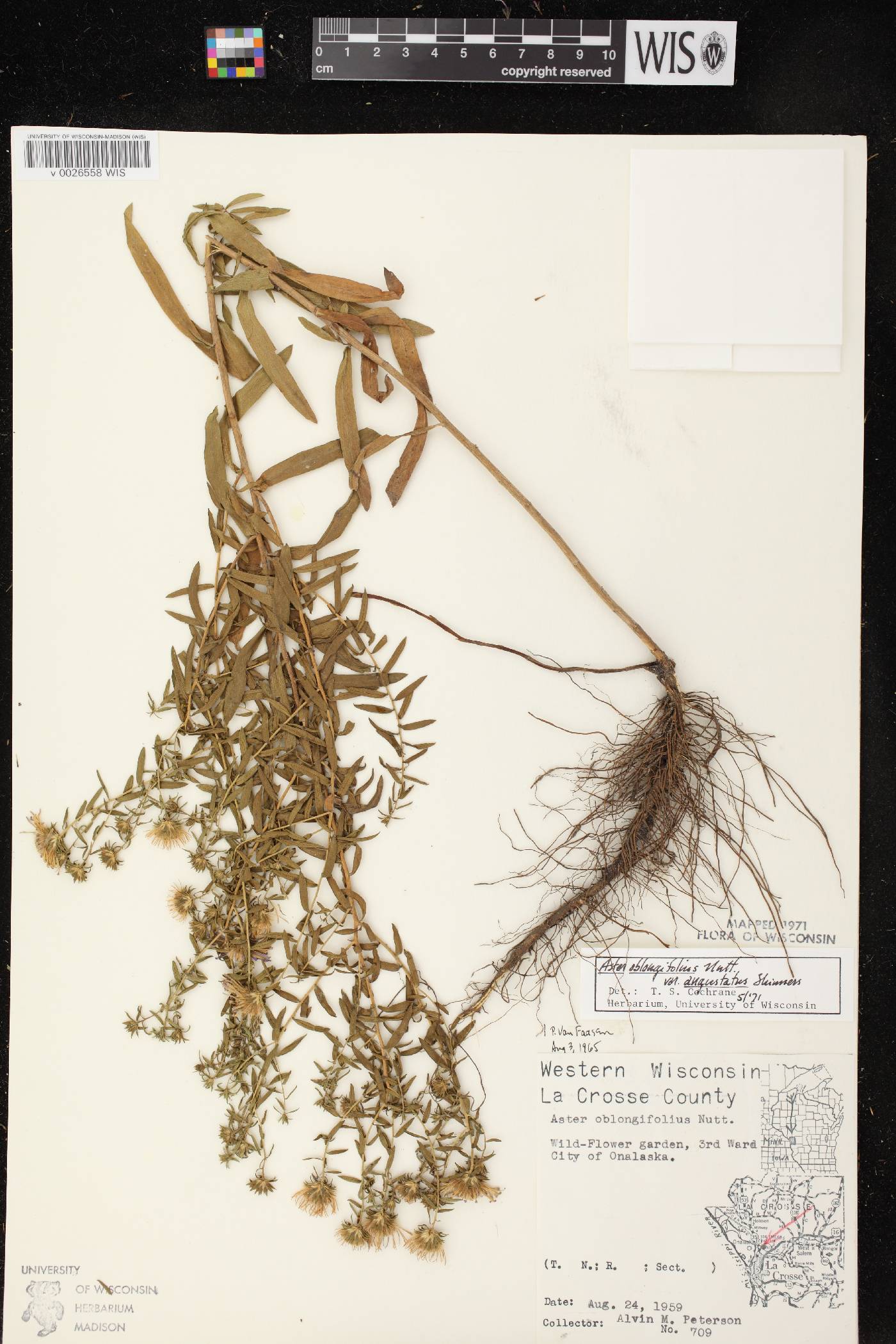 Symphyotrichum oblongifolium image