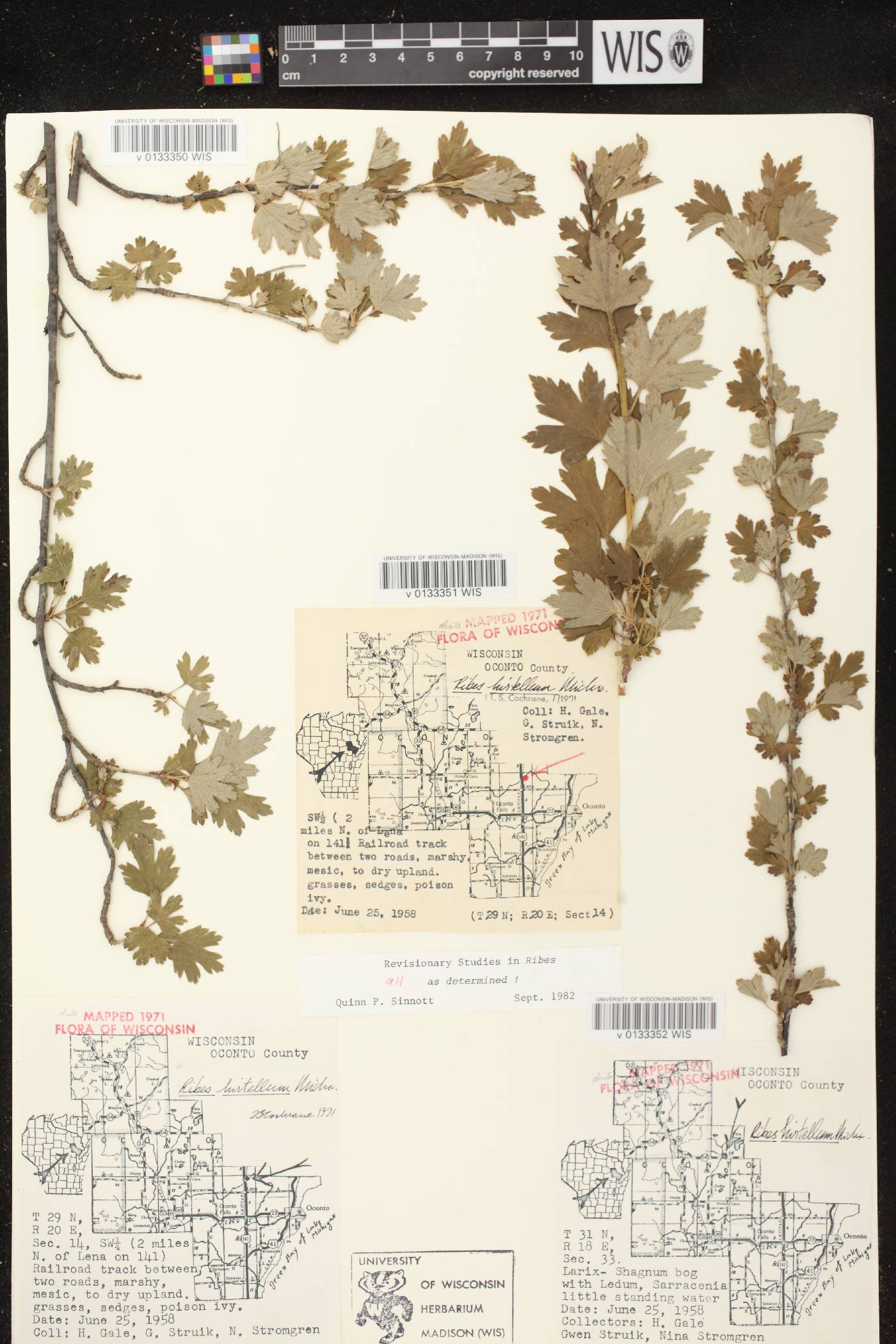 Ribes hirtellum image