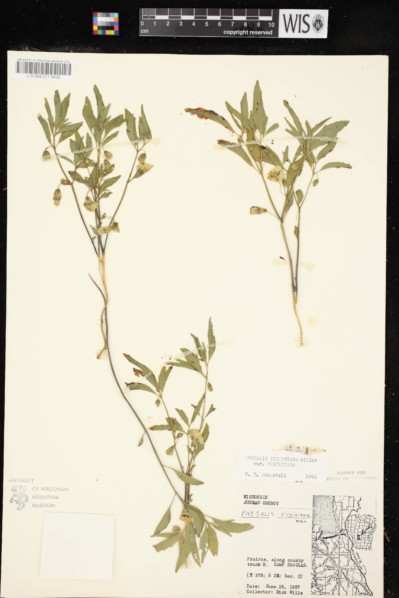 Physalis virginiana var. virginiana image