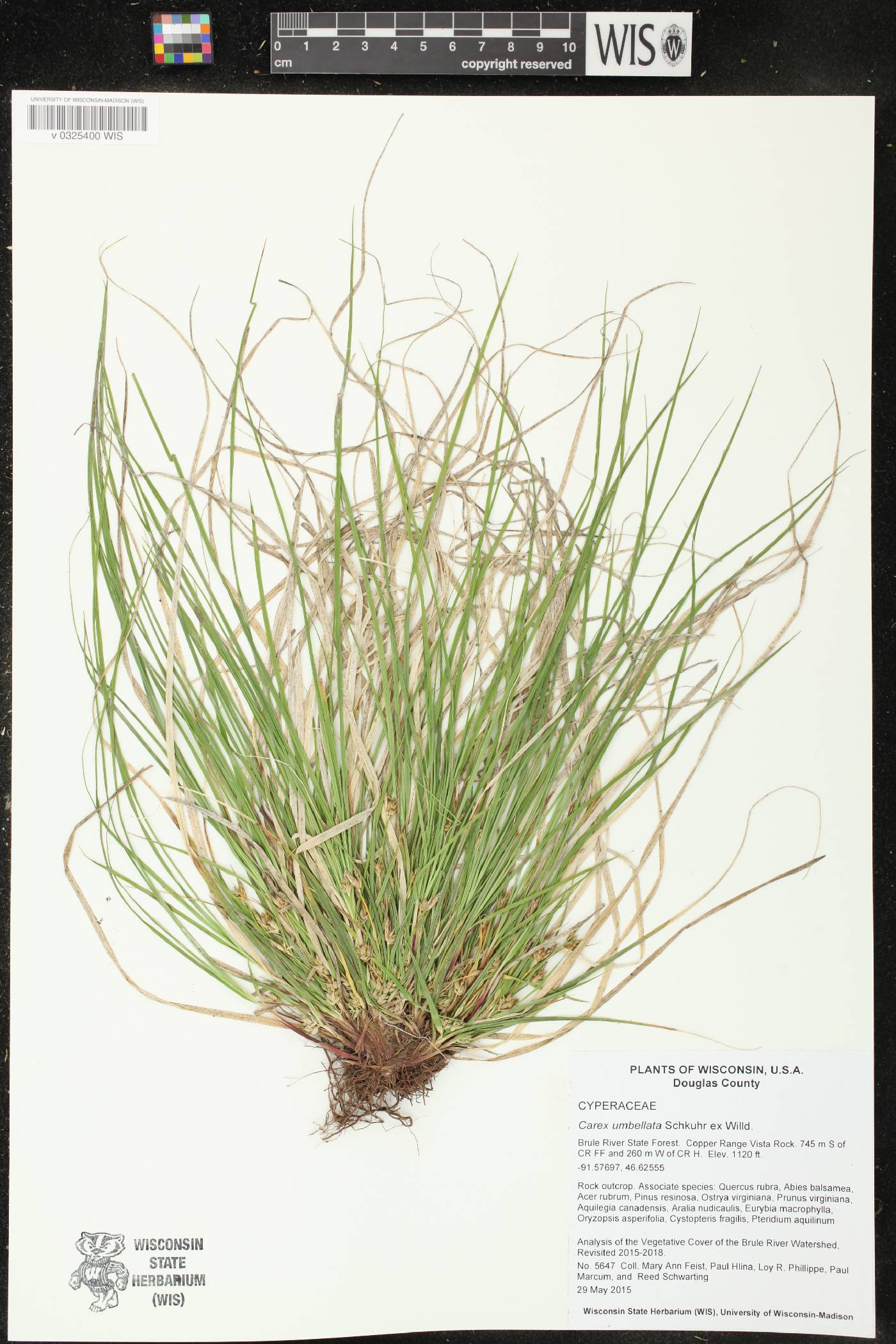 Carex umbellata image