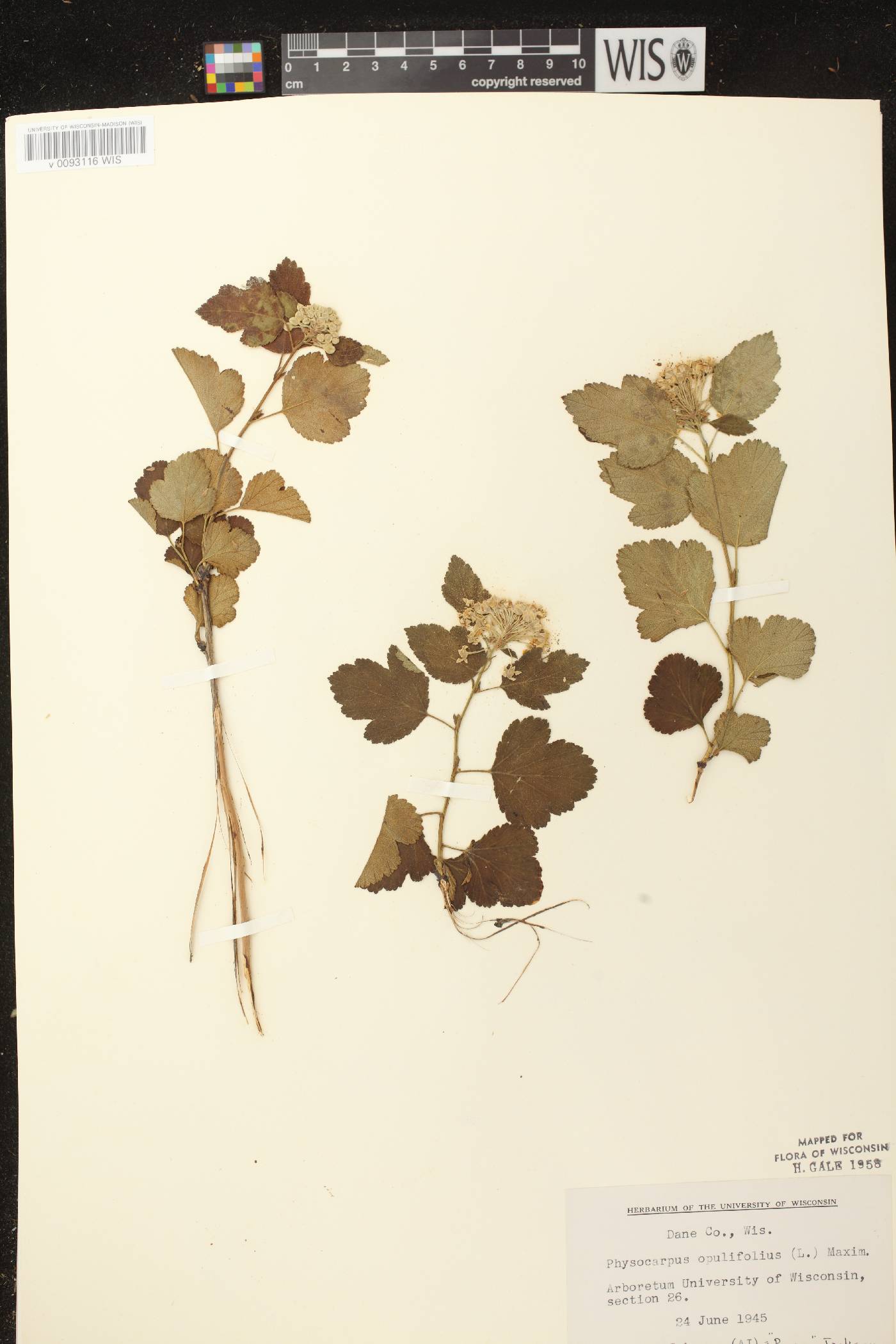 Physocarpus opulifolius image