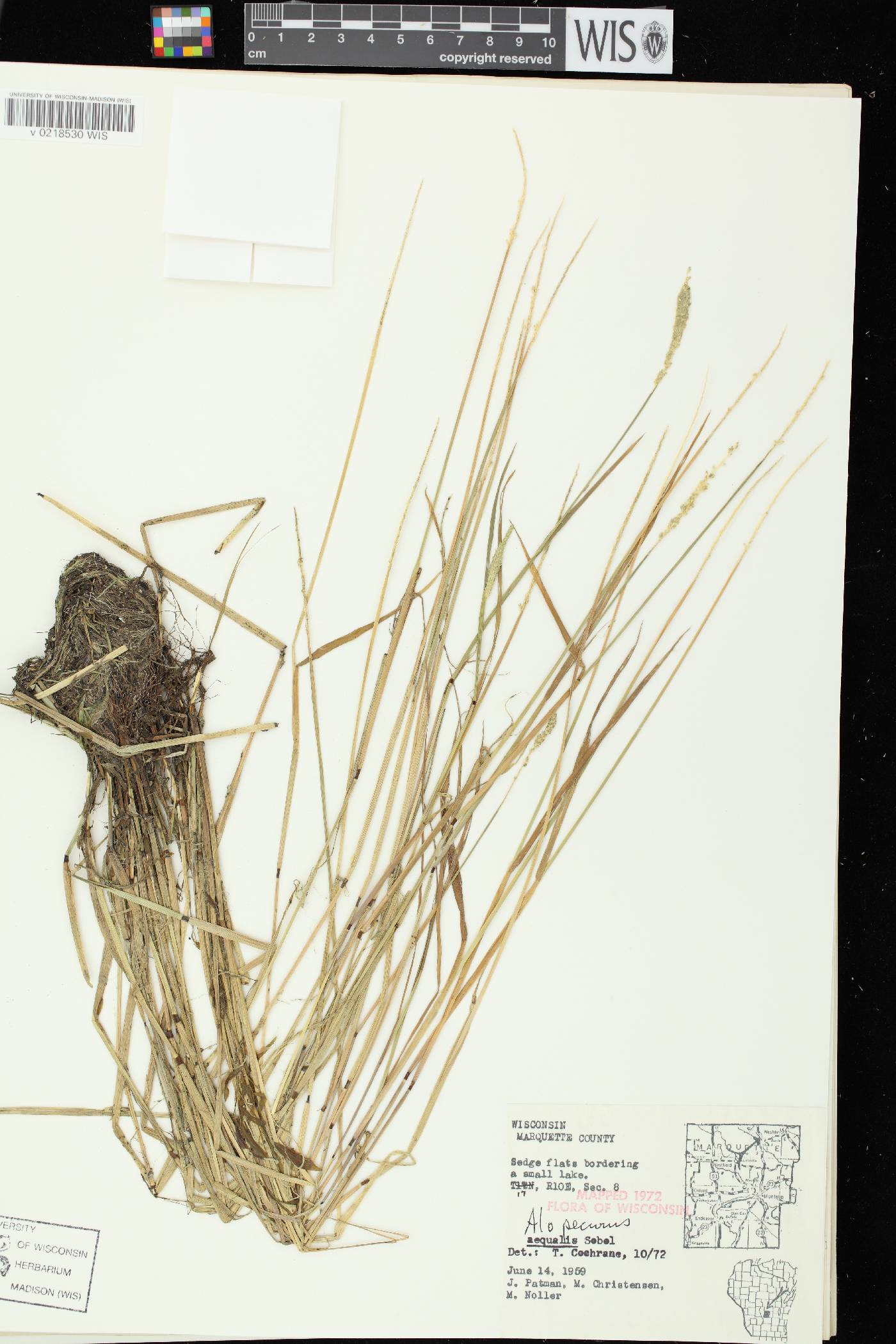 Alopecurus aequalis image