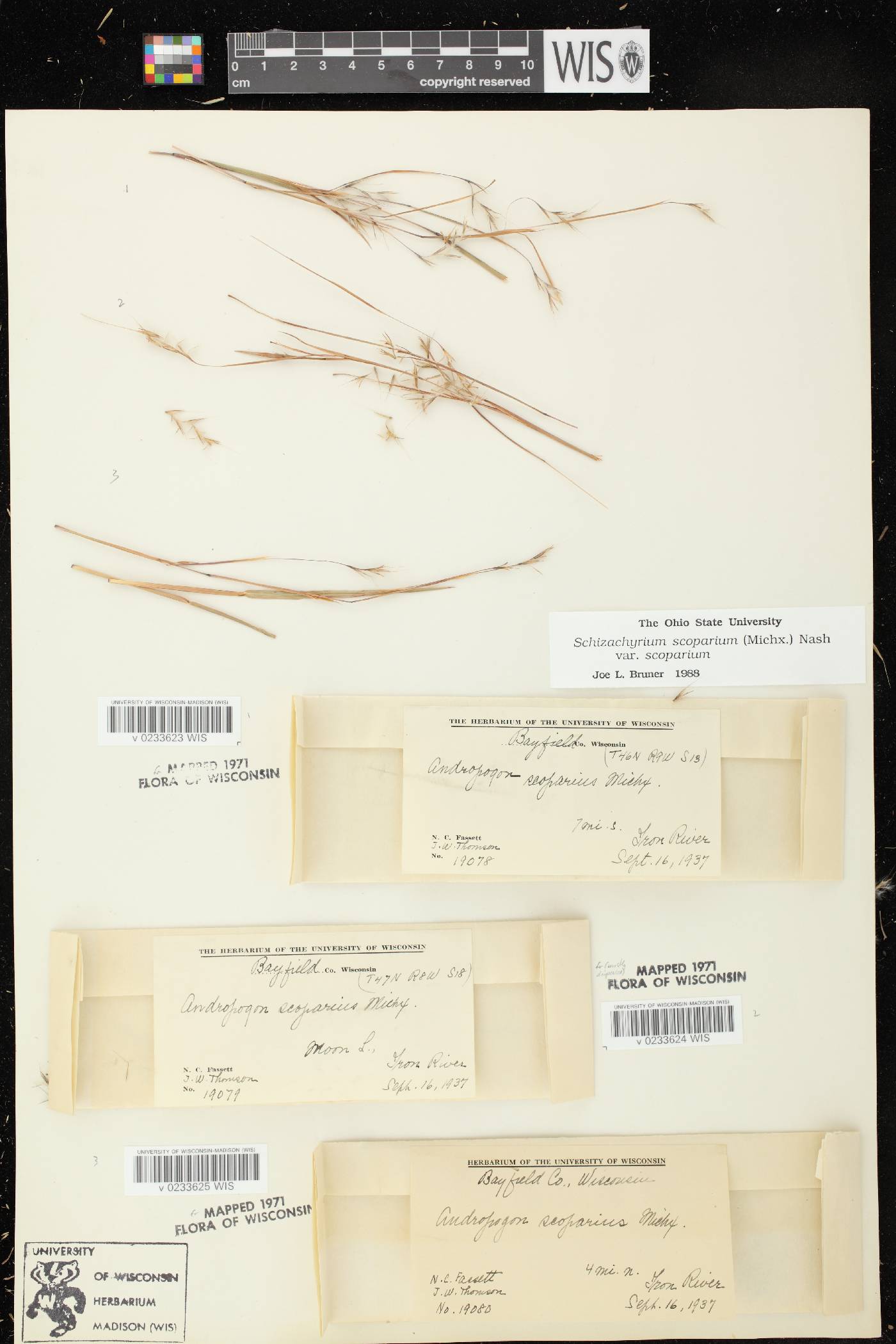Schizachyrium scoparium var. scoparium image