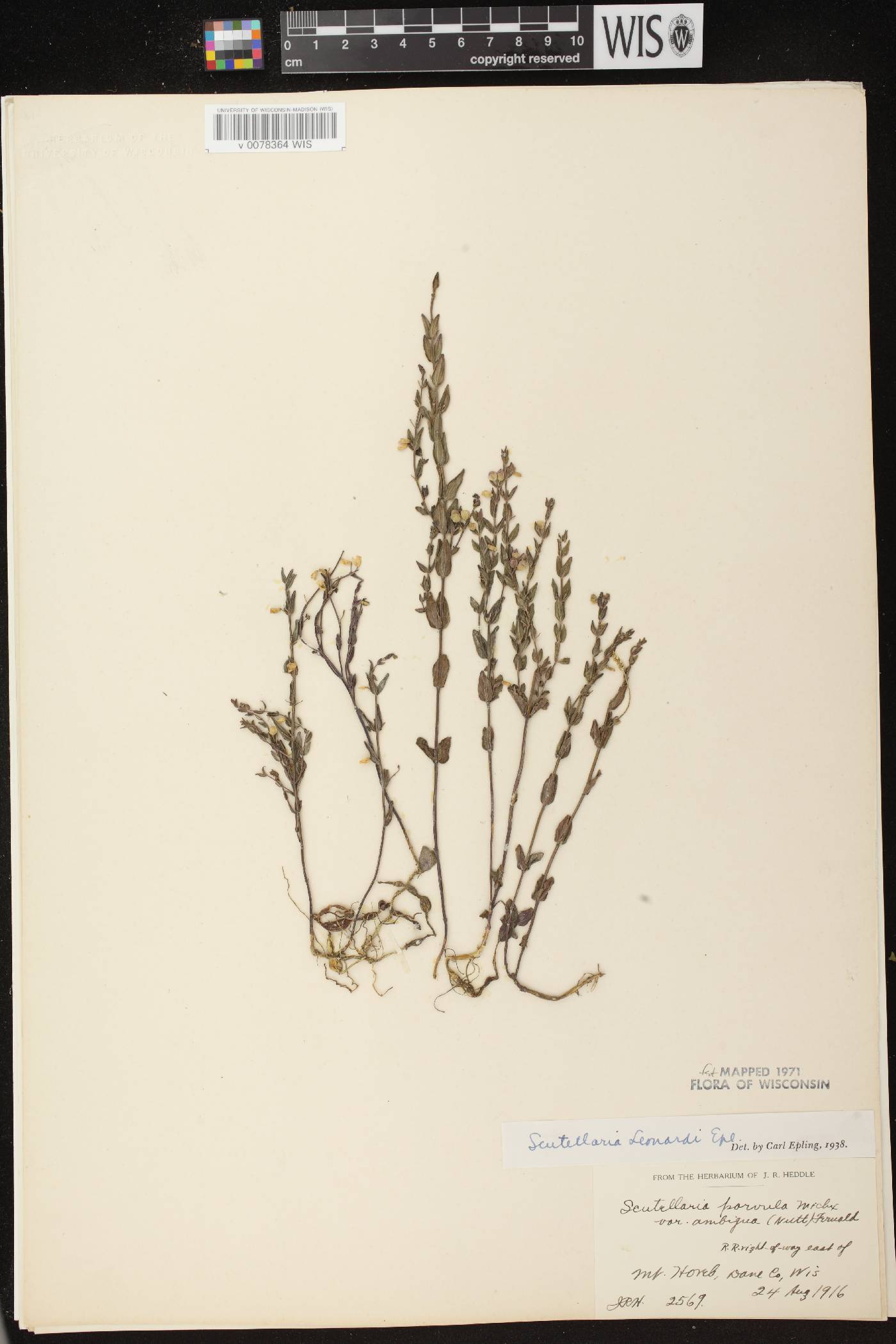 Scutellaria parvula var. missouriensis image