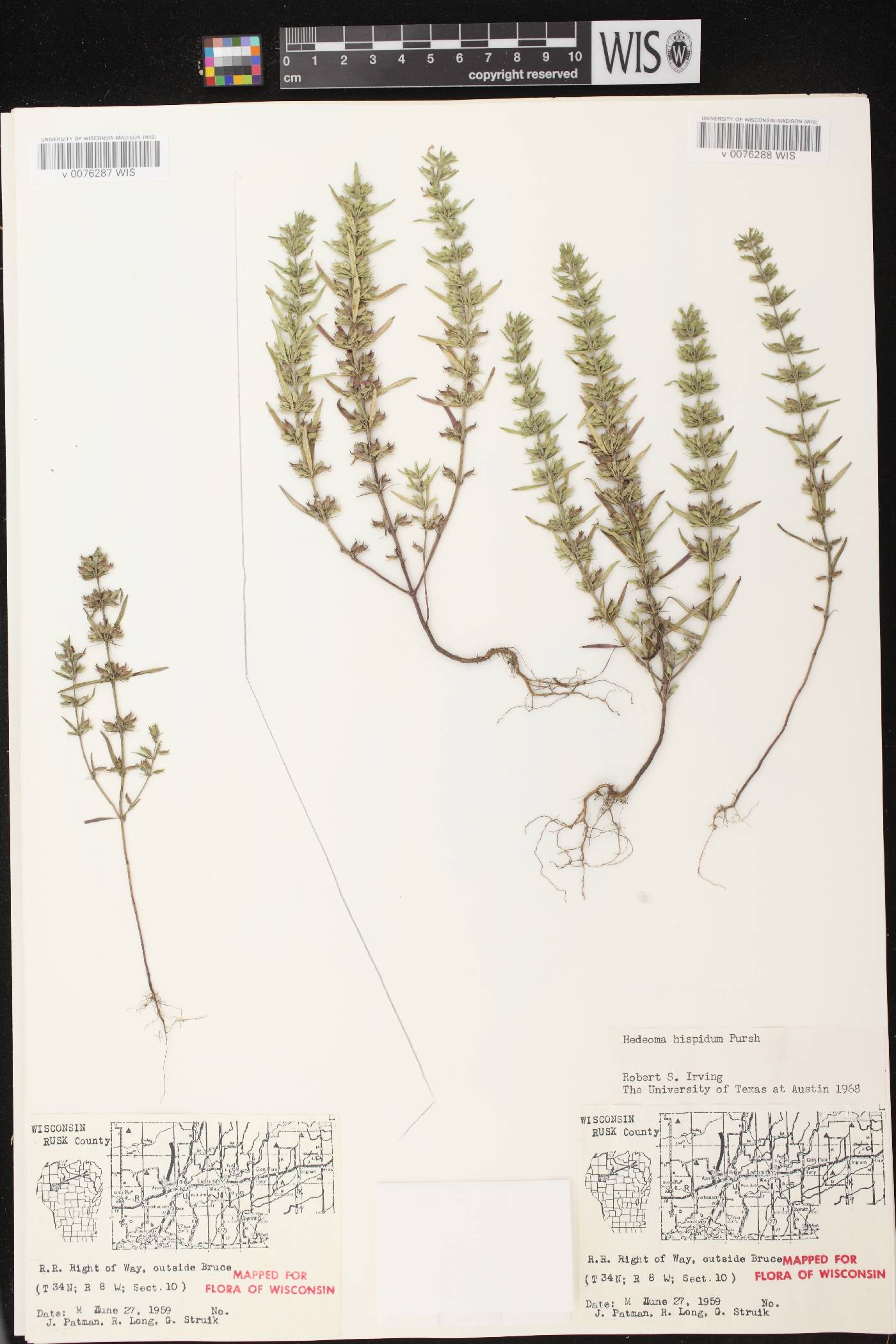 Hedeoma hispida image