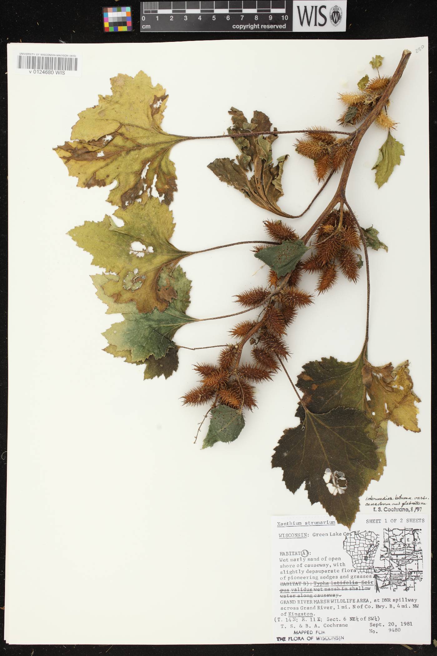 Xanthium strumarium image